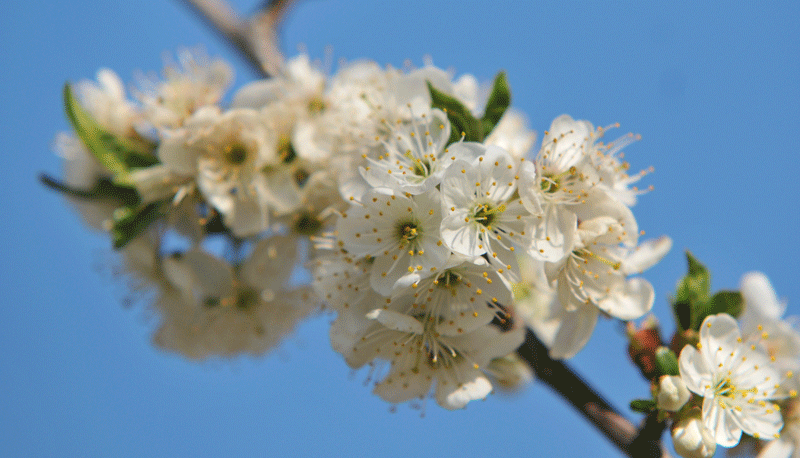 bunter-garten-plauder-bilder-thread-396331-6.gif