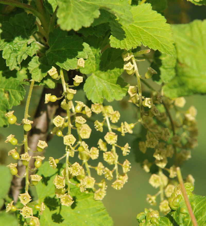 bunter-garten-plauder-bilder-thread-396331-7.gif