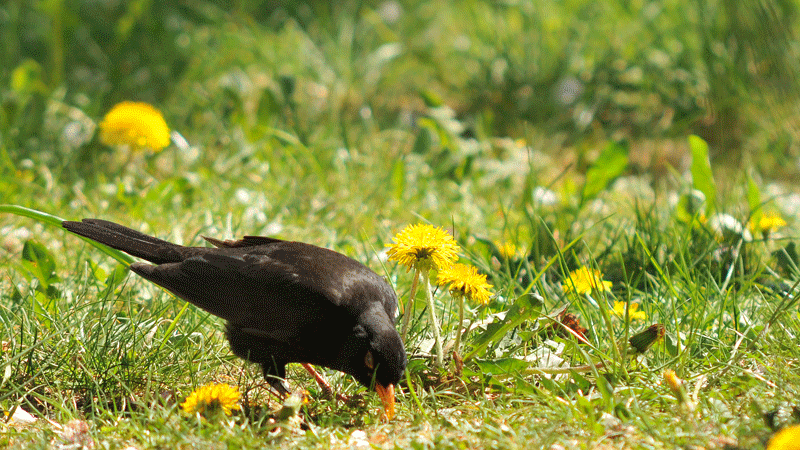 bunter-garten-plauder-bilder-thread-396331-9.gif