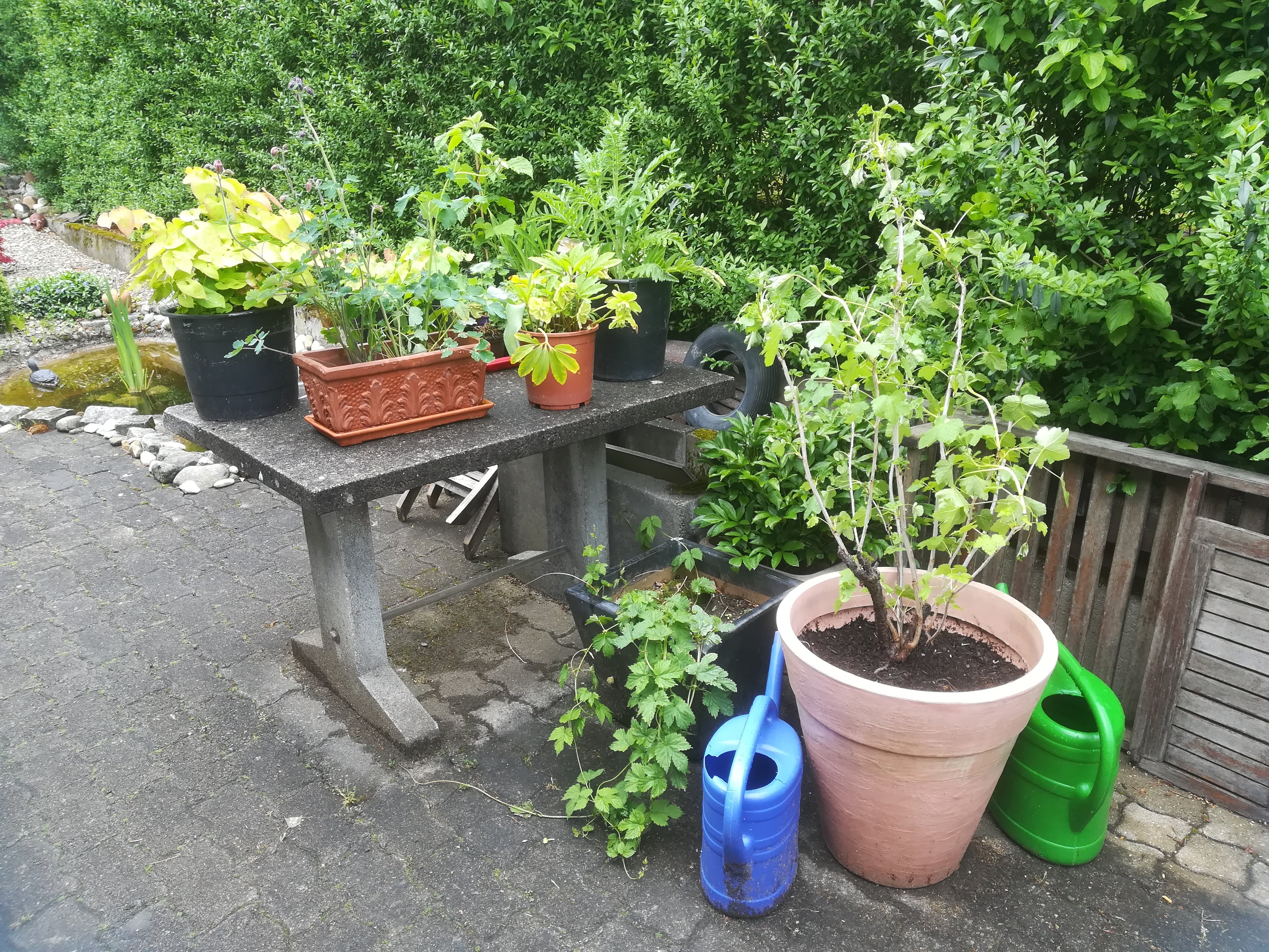 bunter-garten-plauder-bilder-thread-399390-4.jpg
