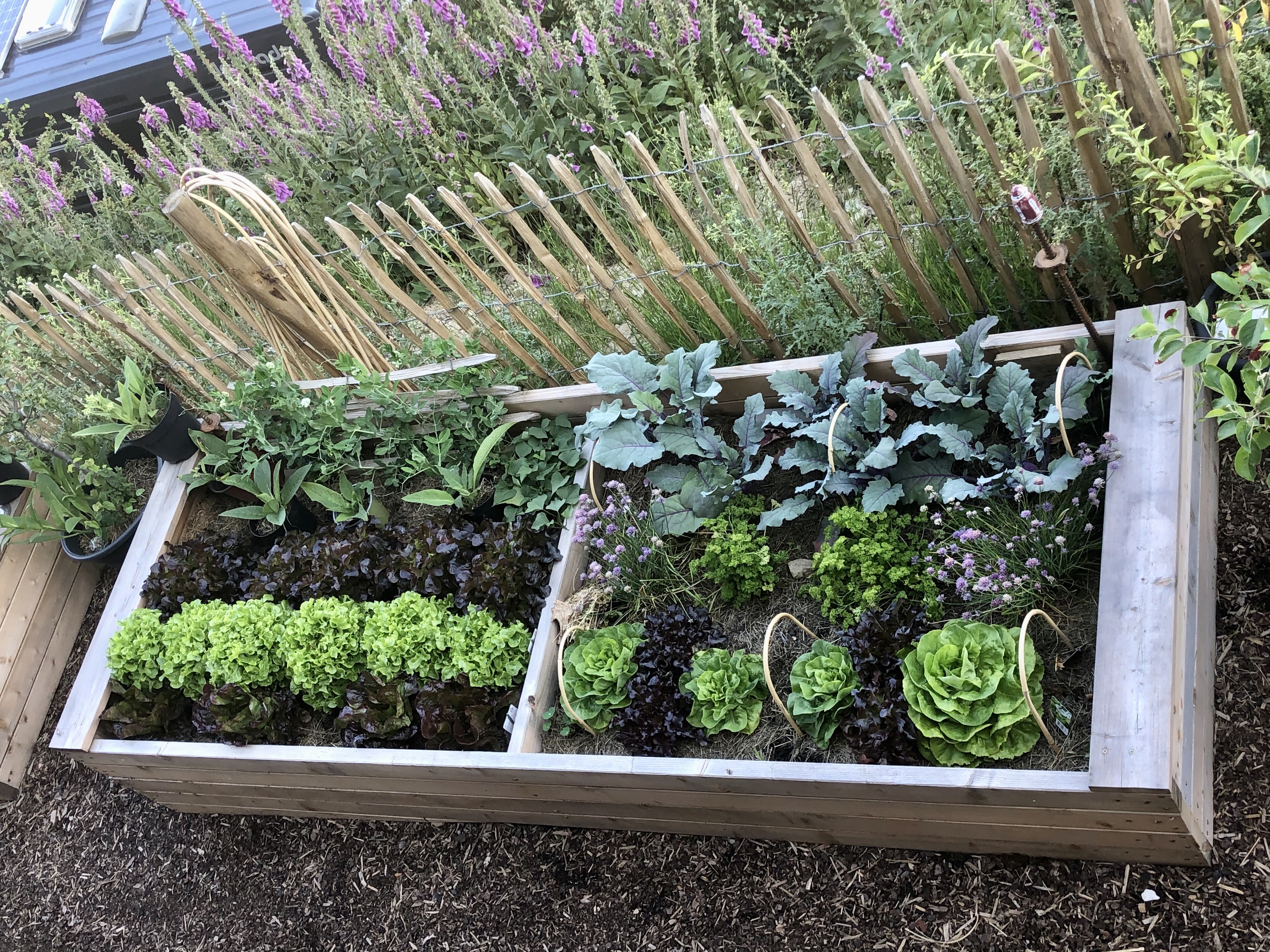 bunter-garten-plauder-bilder-thread-410357-1.jpeg