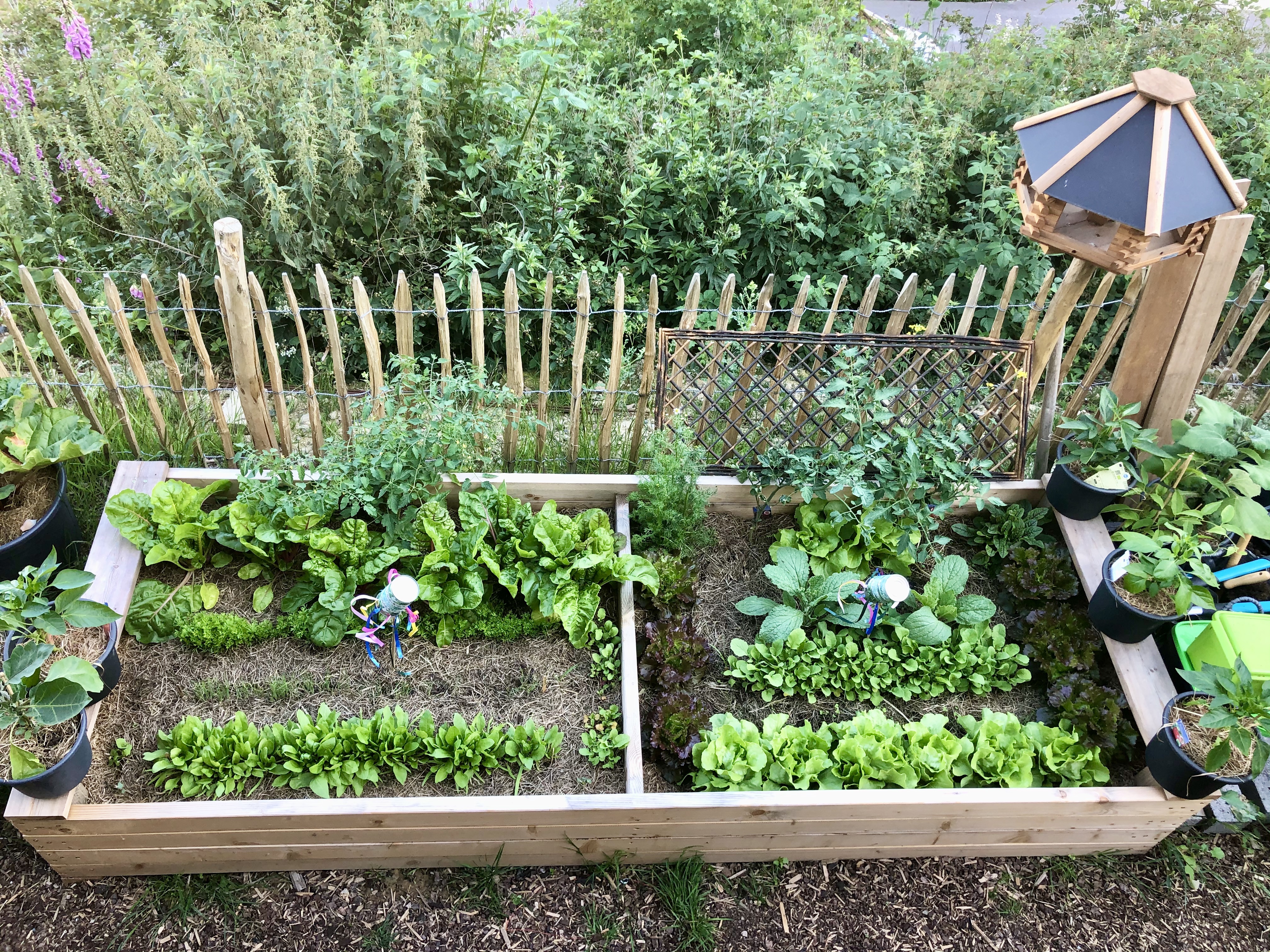 bunter-garten-plauder-bilder-thread-410357-2.jpeg