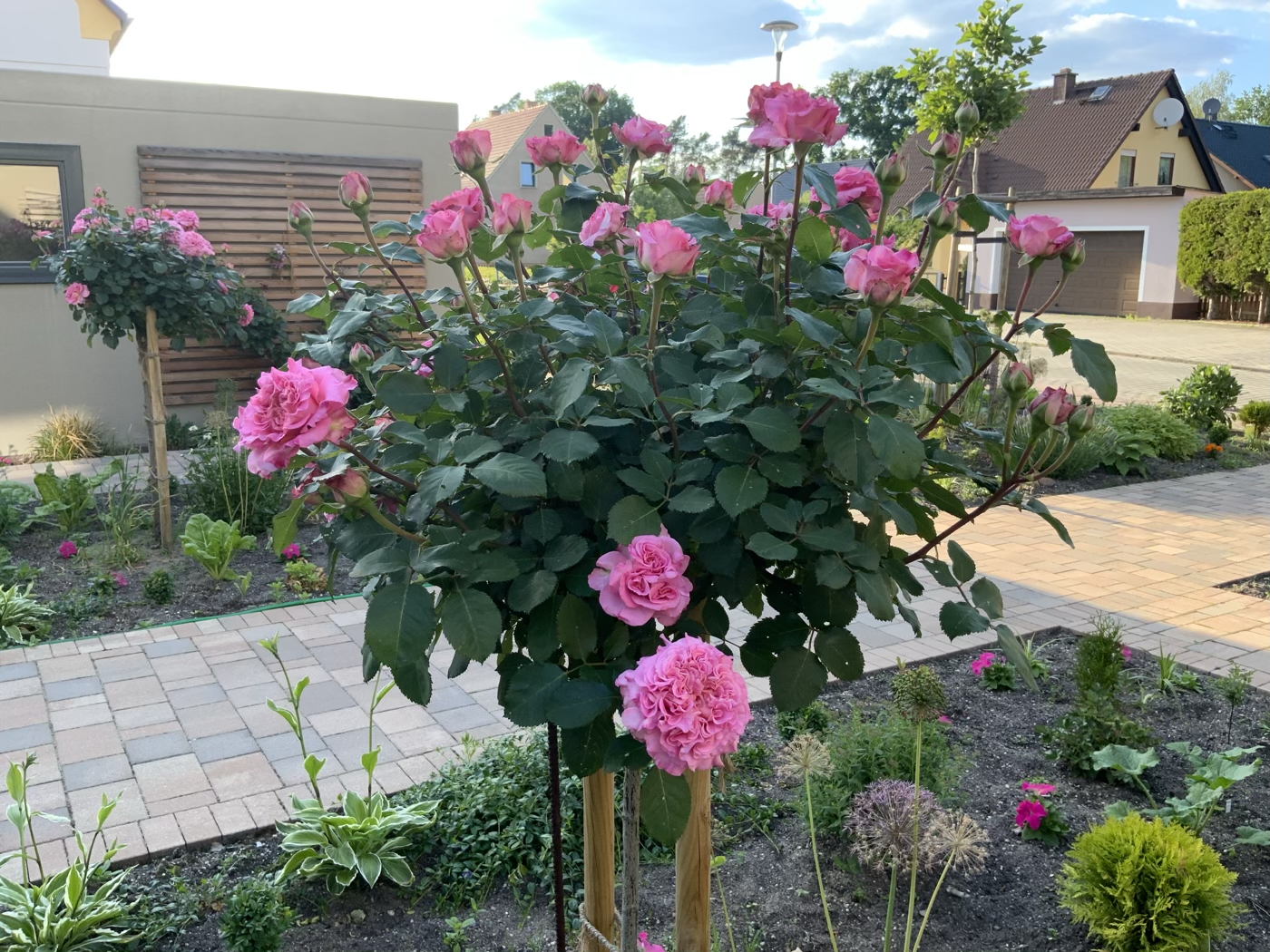 bunter-garten-plauder-bilder-thread-410565-1.jpeg