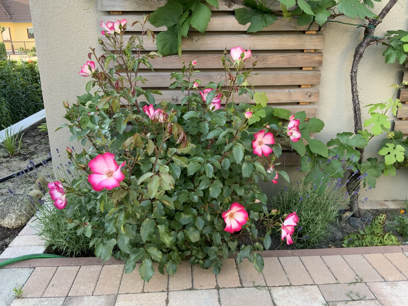 bunter-garten-plauder-bilder-thread-410565-2.jpeg