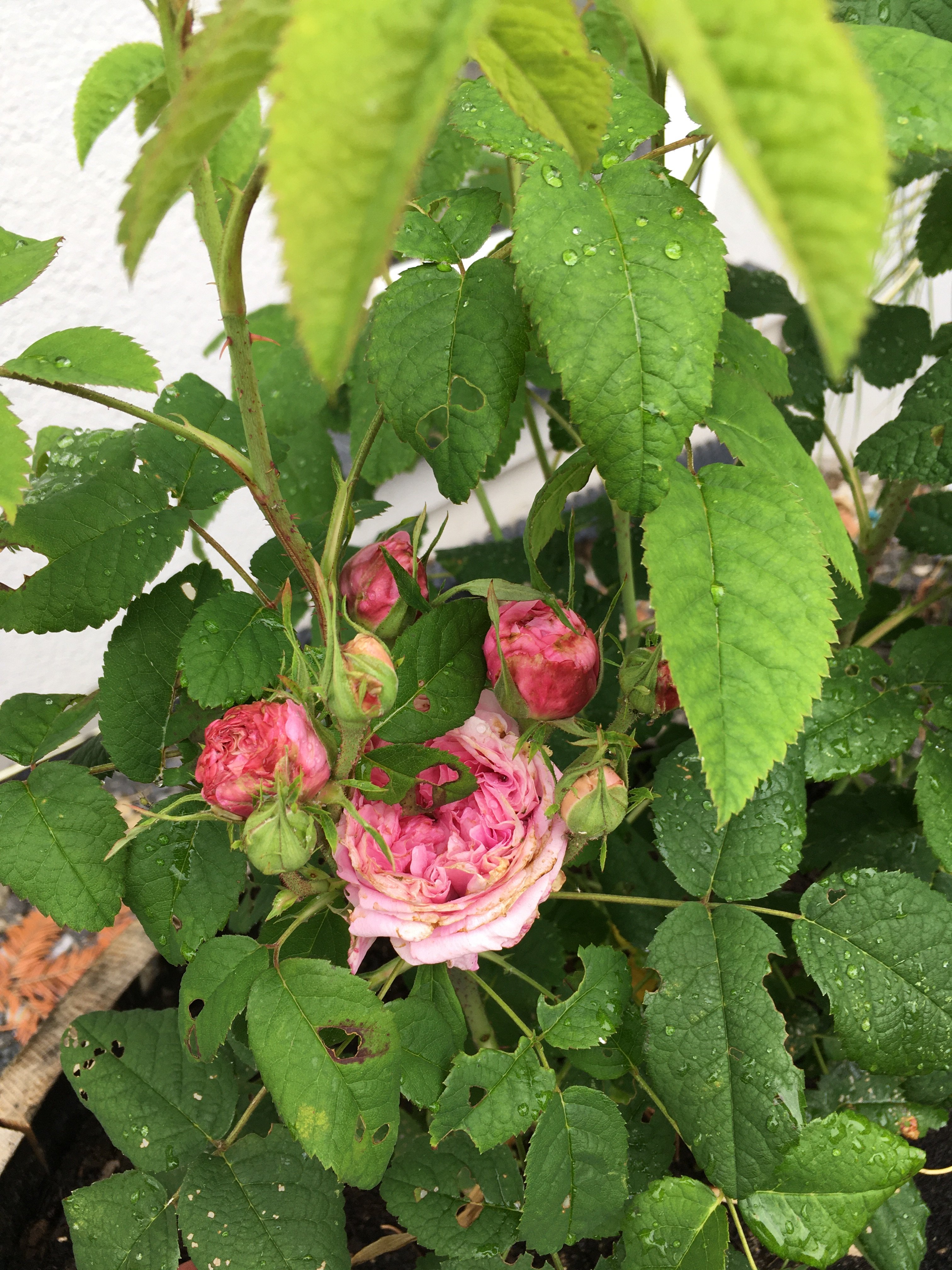 bunter-garten-plauder-bilder-thread-410570-2.jpeg