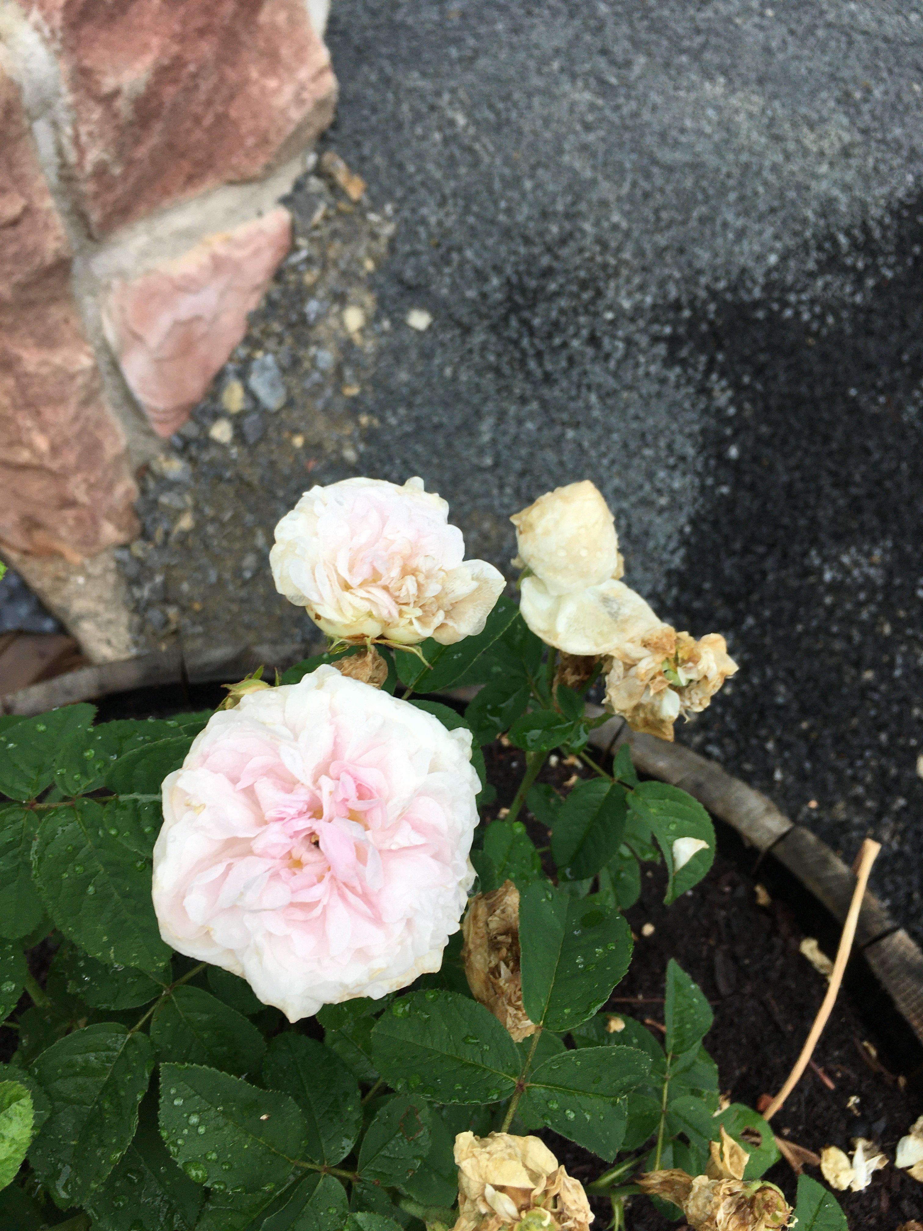 bunter-garten-plauder-bilder-thread-410570-3.jpeg