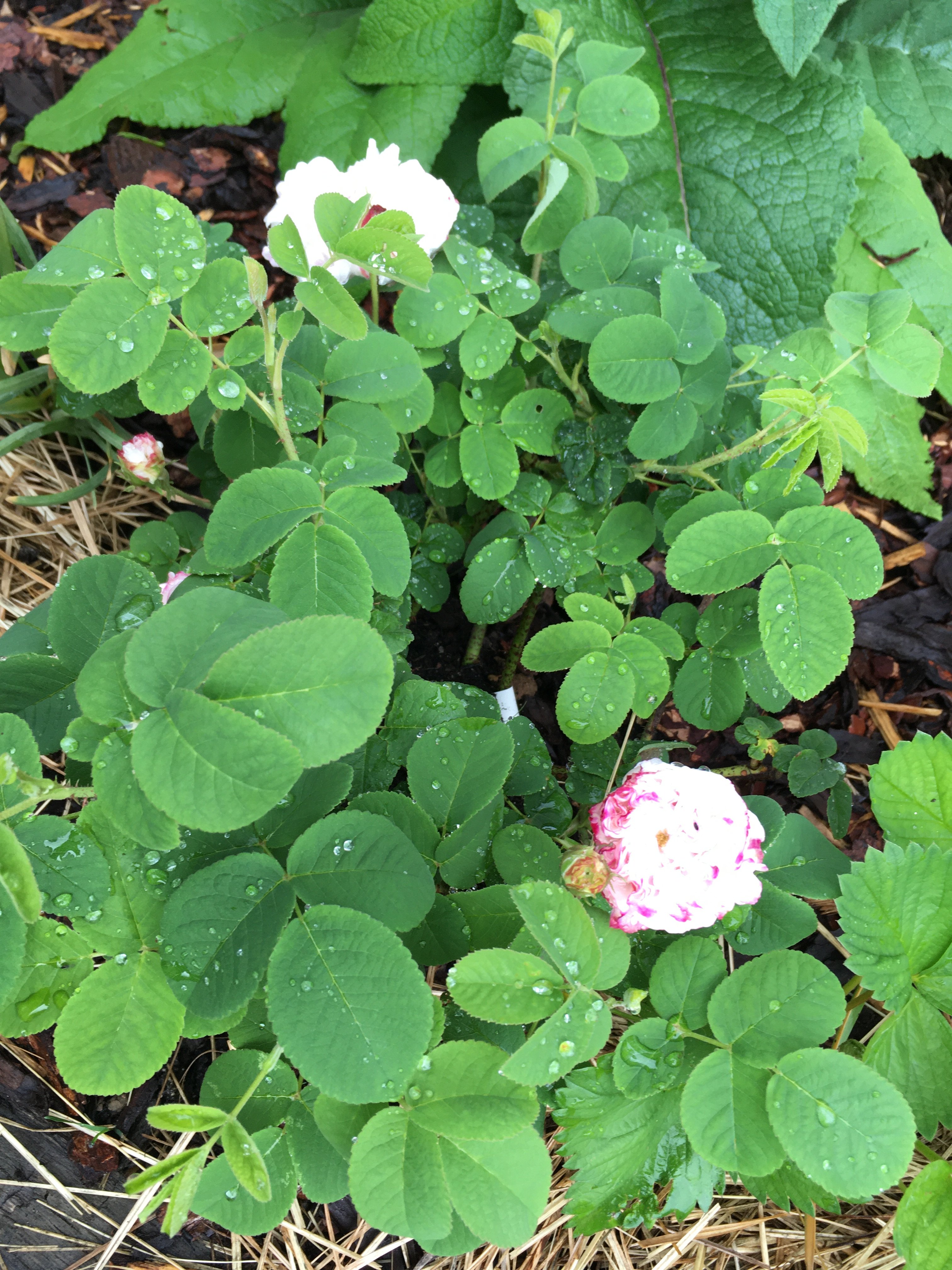 bunter-garten-plauder-bilder-thread-410570-6.jpeg