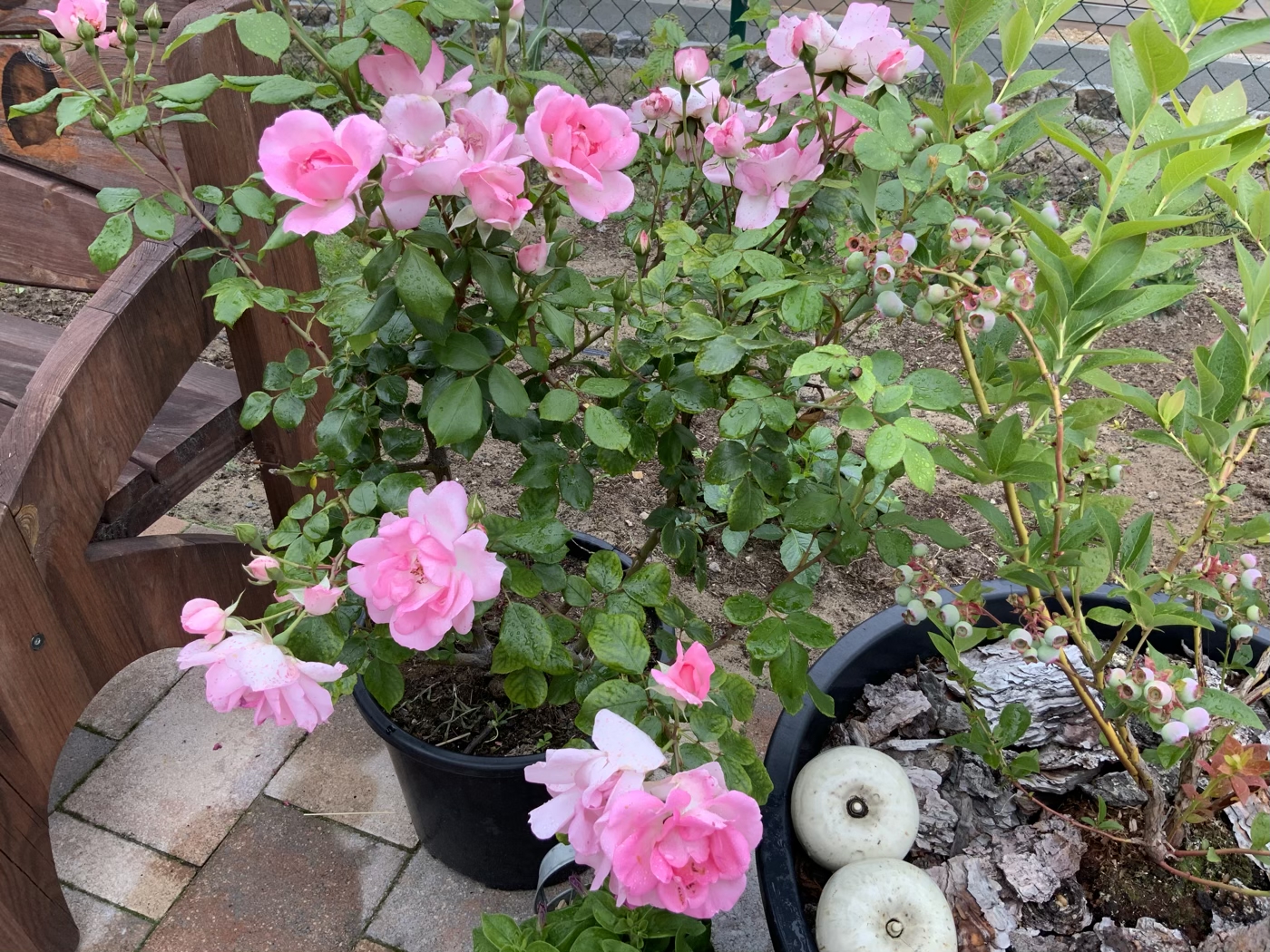 bunter-garten-plauder-bilder-thread-413342-3.jpeg