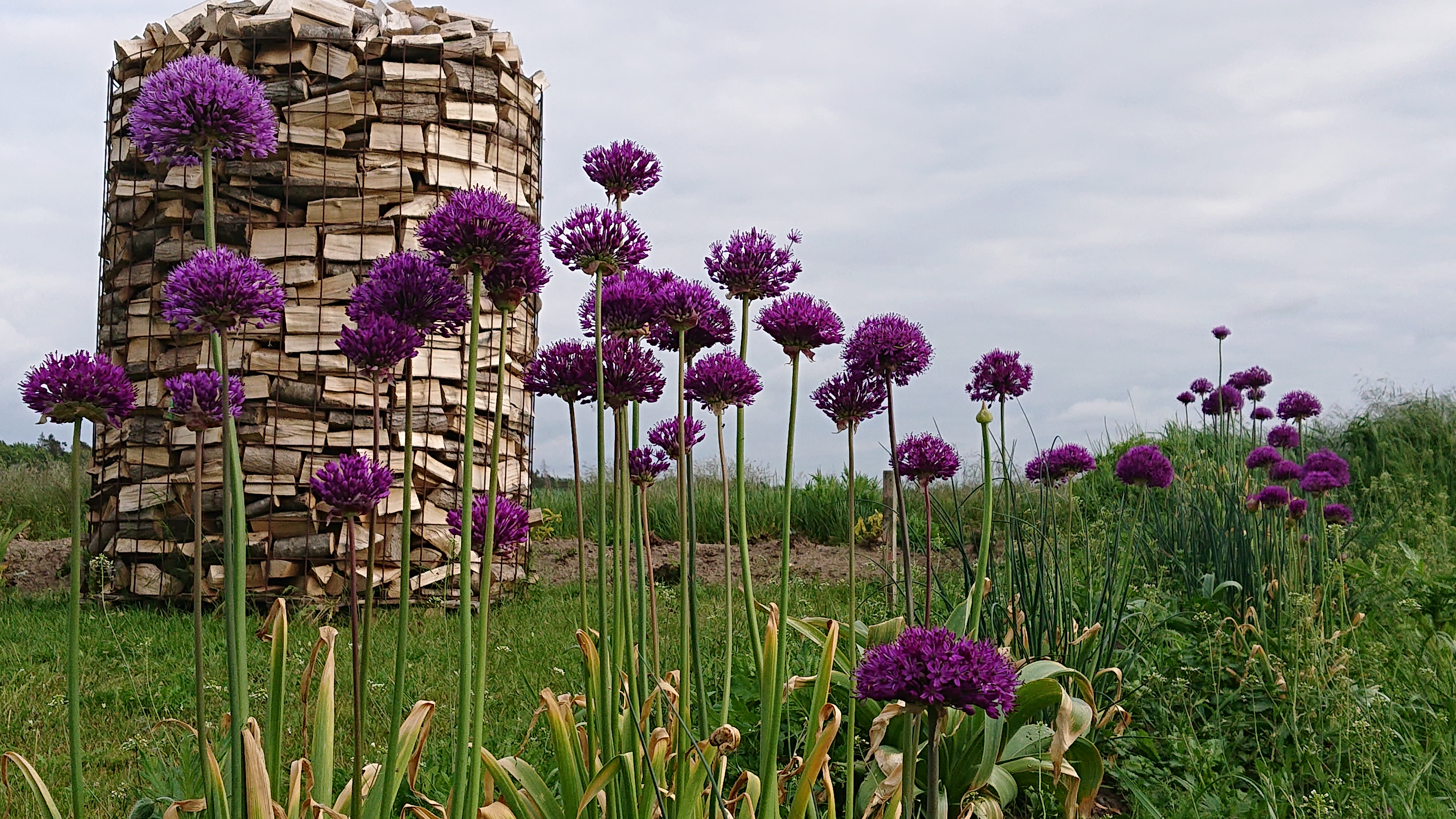 bunter-garten-plauder-bilder-thread-413347-1.JPG