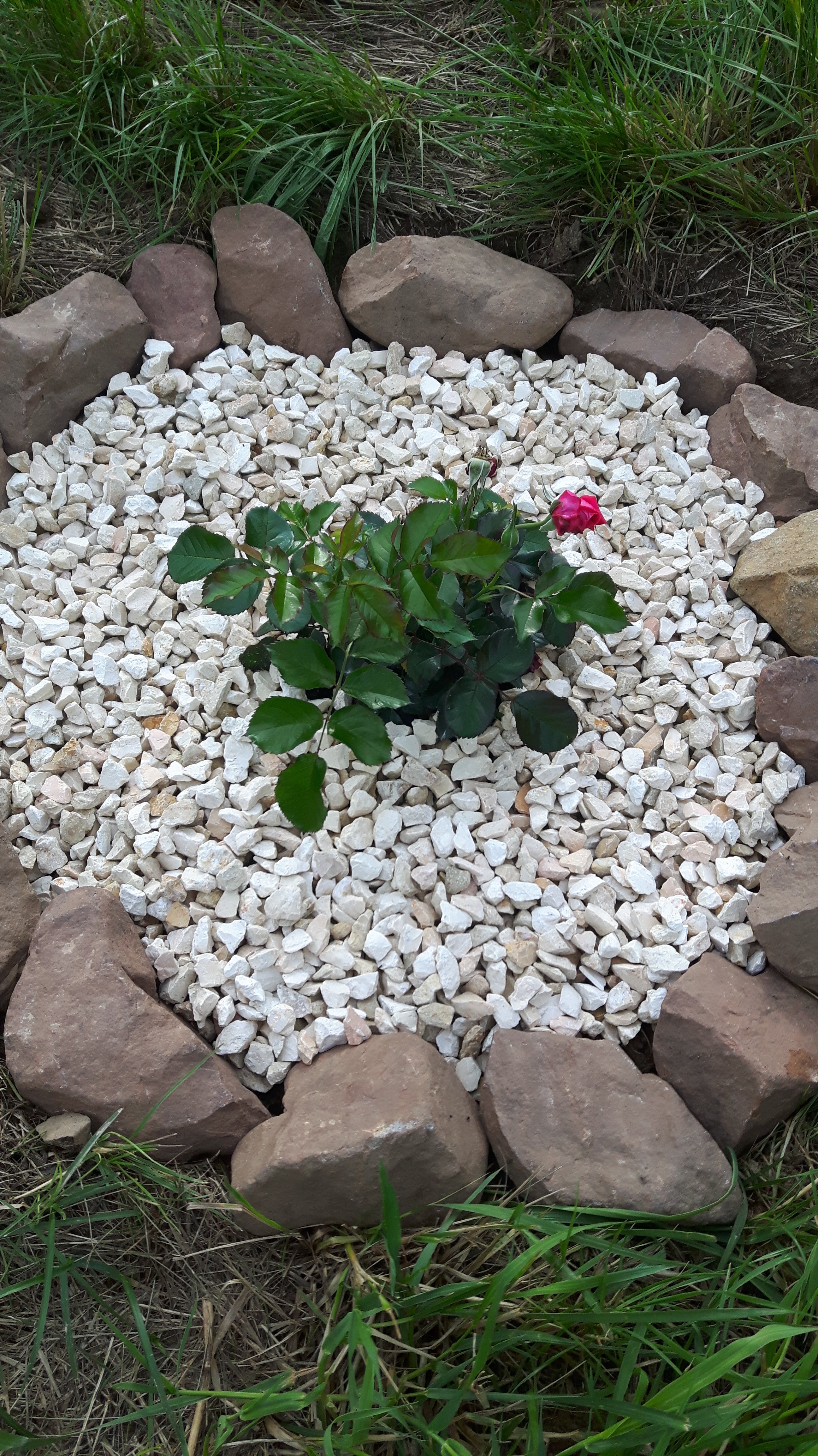 bunter-garten-plauder-bilder-thread-414618-1.jpg