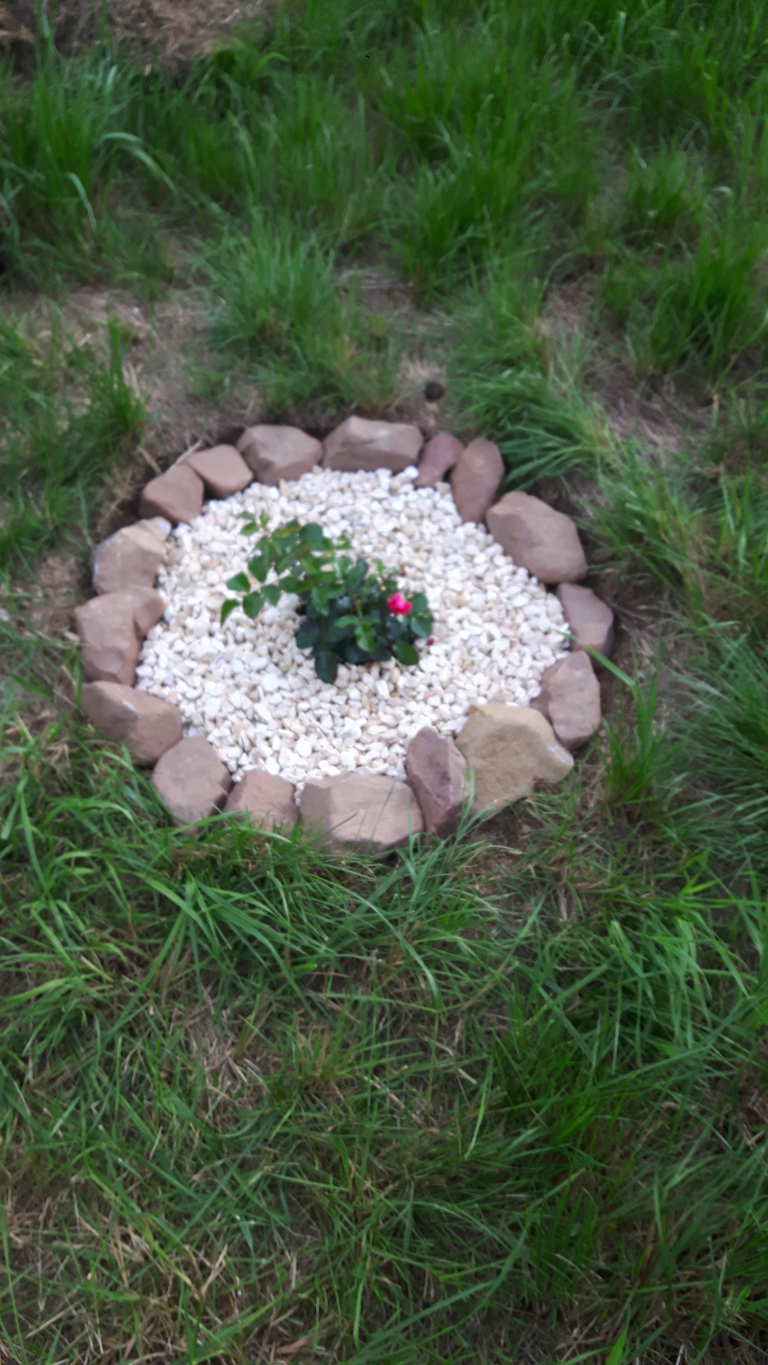 bunter-garten-plauder-bilder-thread-414618-2.jpg