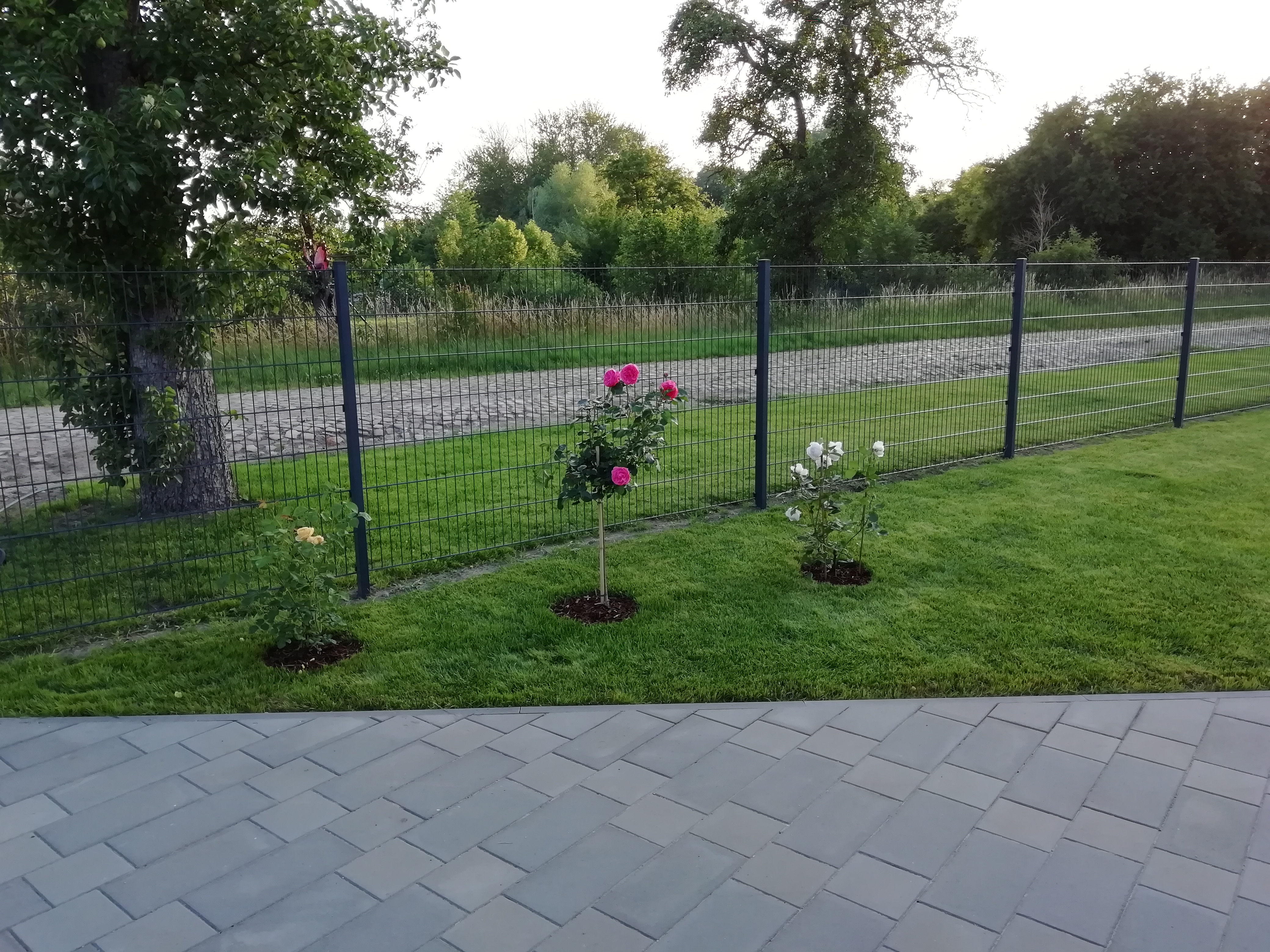 bunter-garten-plauder-bilder-thread-415750-1.jpg