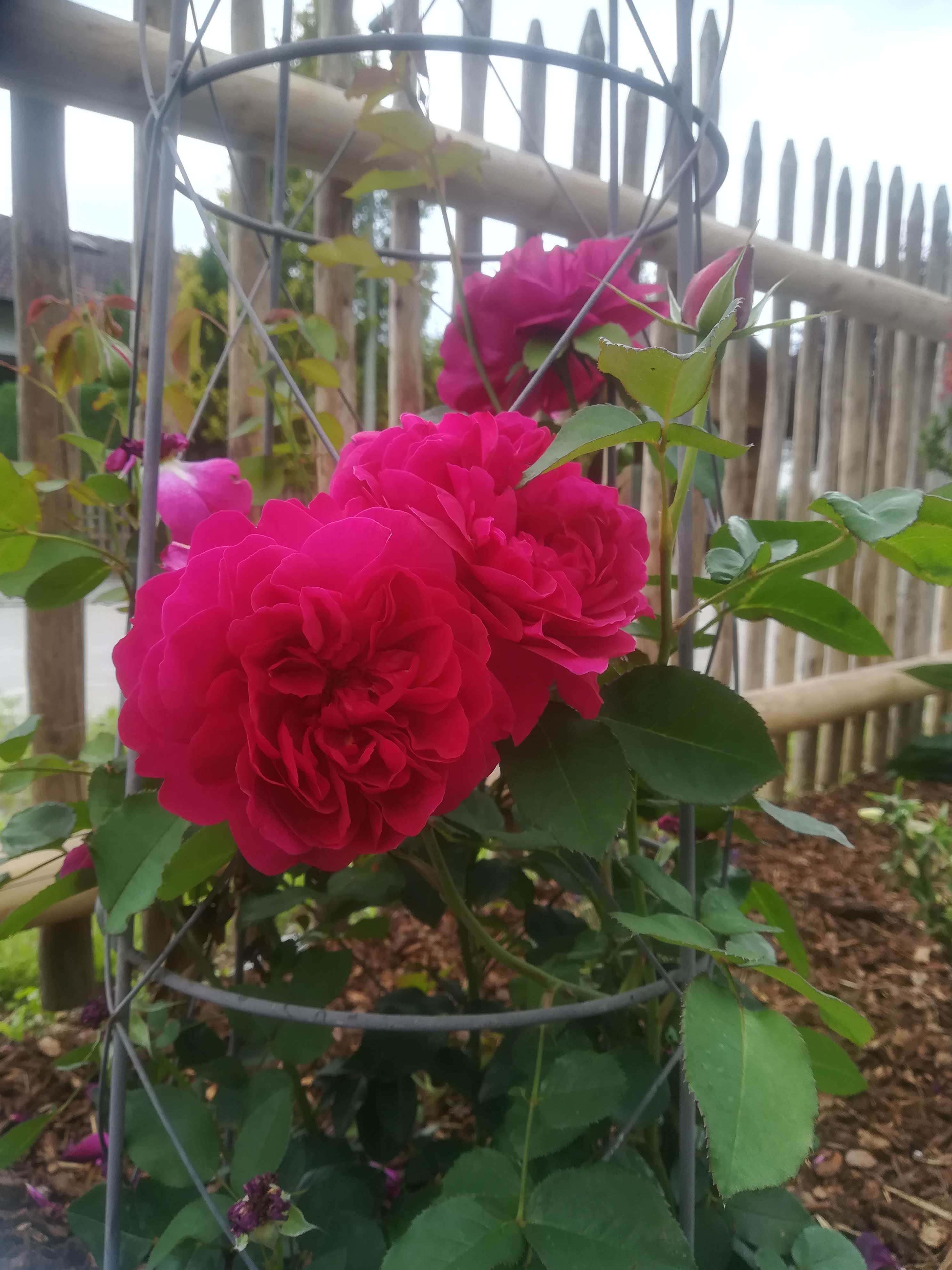 bunter-garten-plauder-bilder-thread-416514-10.jpg