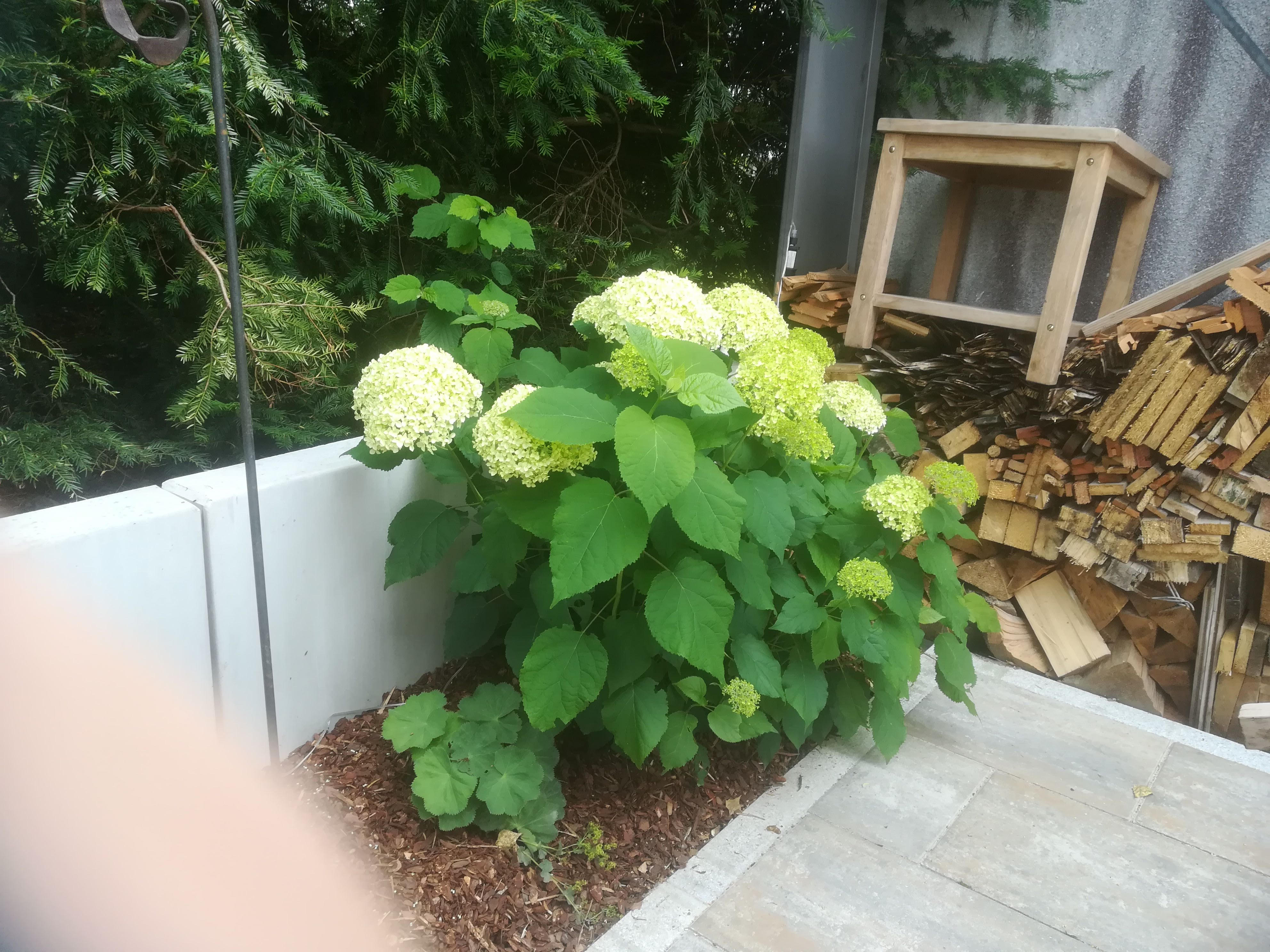 bunter-garten-plauder-bilder-thread-416514-7.jpg