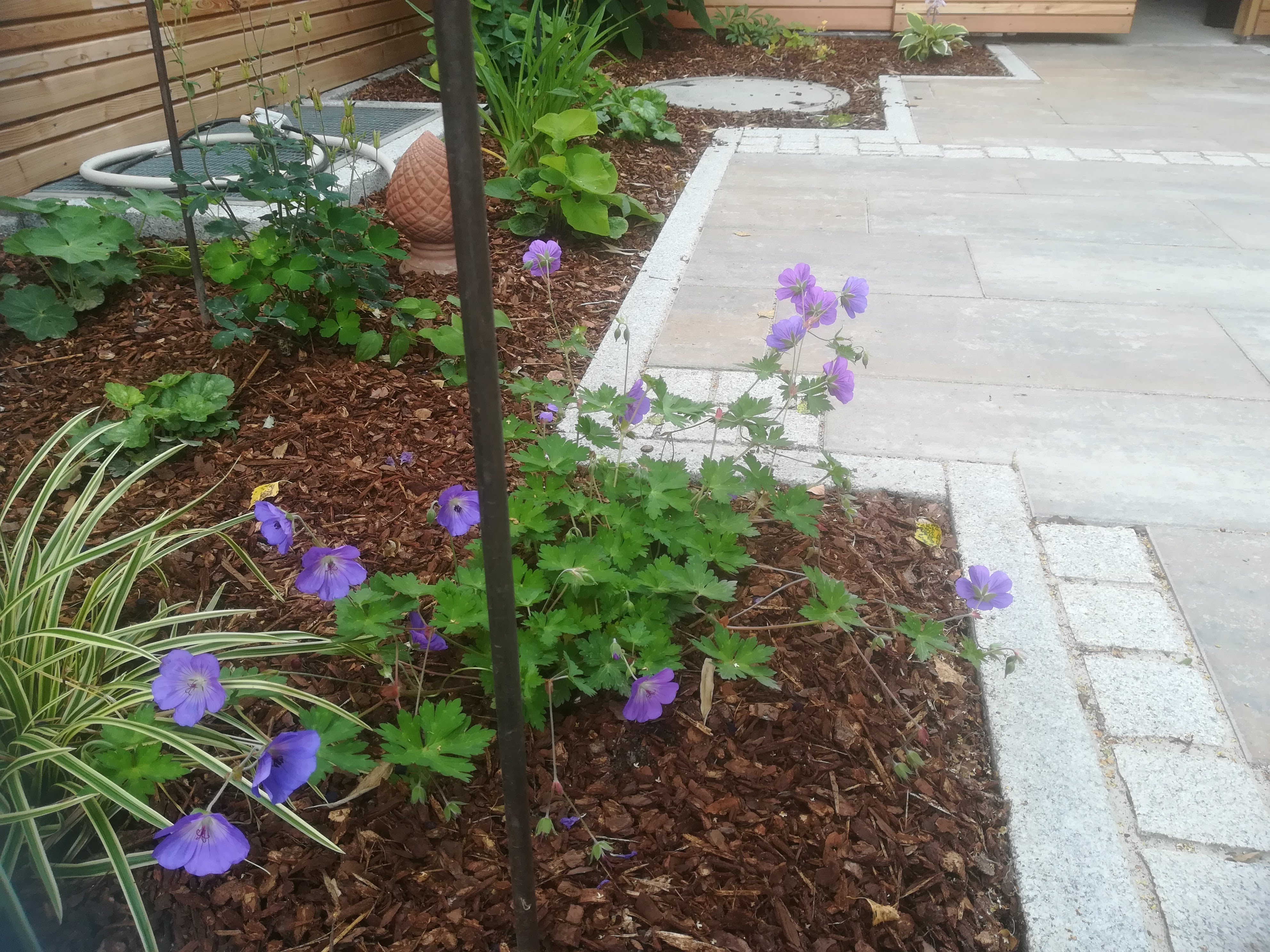 bunter-garten-plauder-bilder-thread-416514-8.jpg