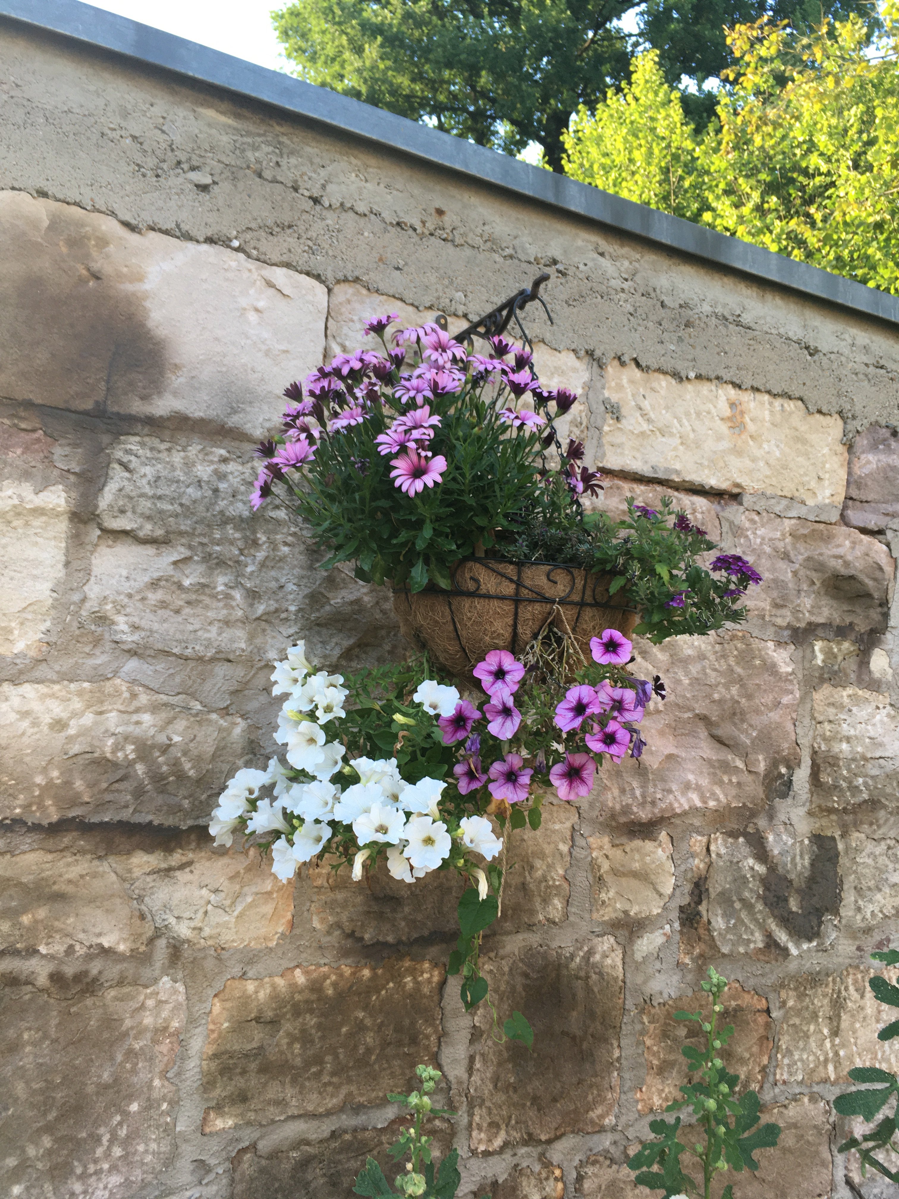 bunter-garten-plauder-bilder-thread-420764-10.jpeg