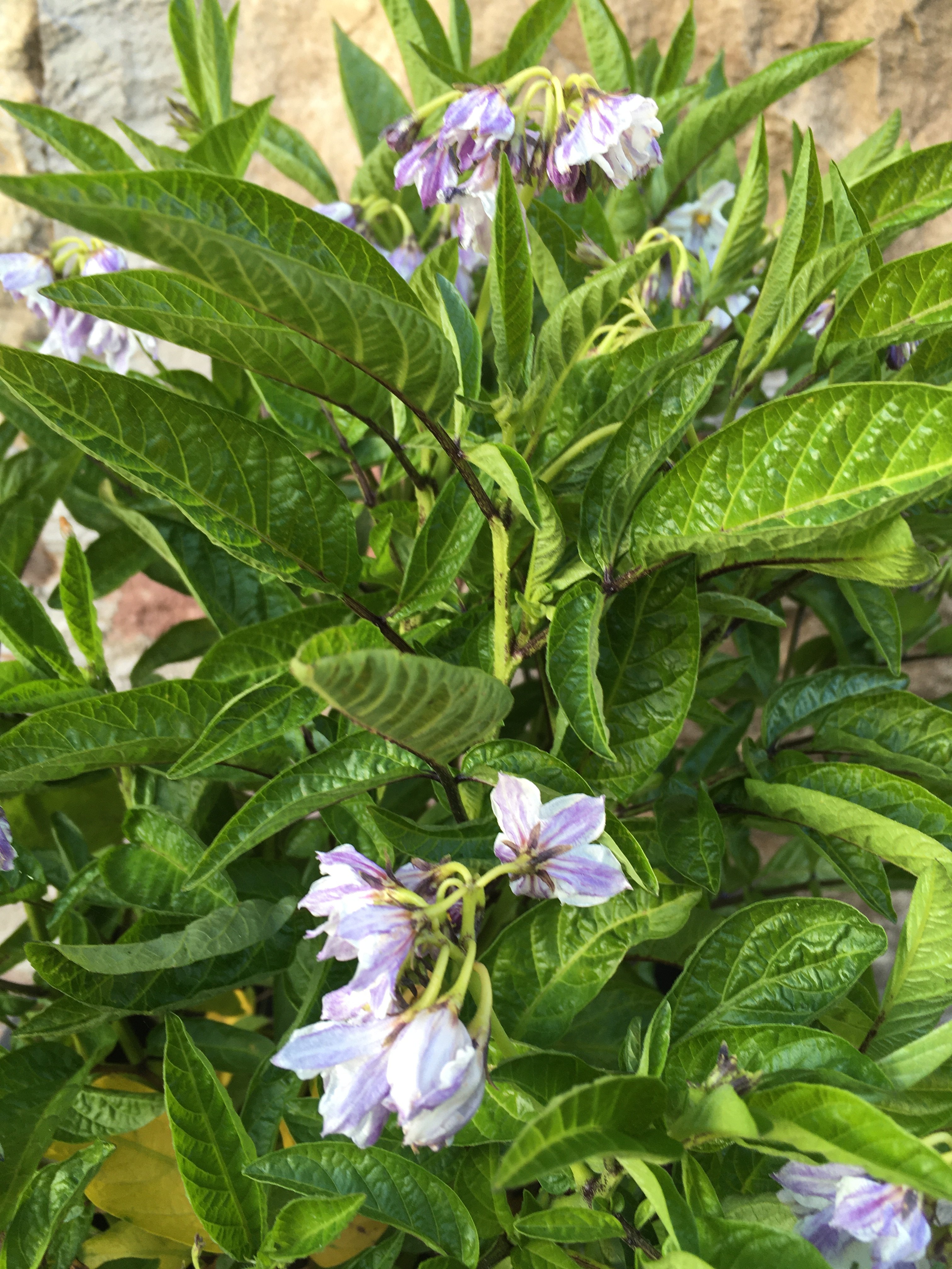 bunter-garten-plauder-bilder-thread-420768-1.jpeg