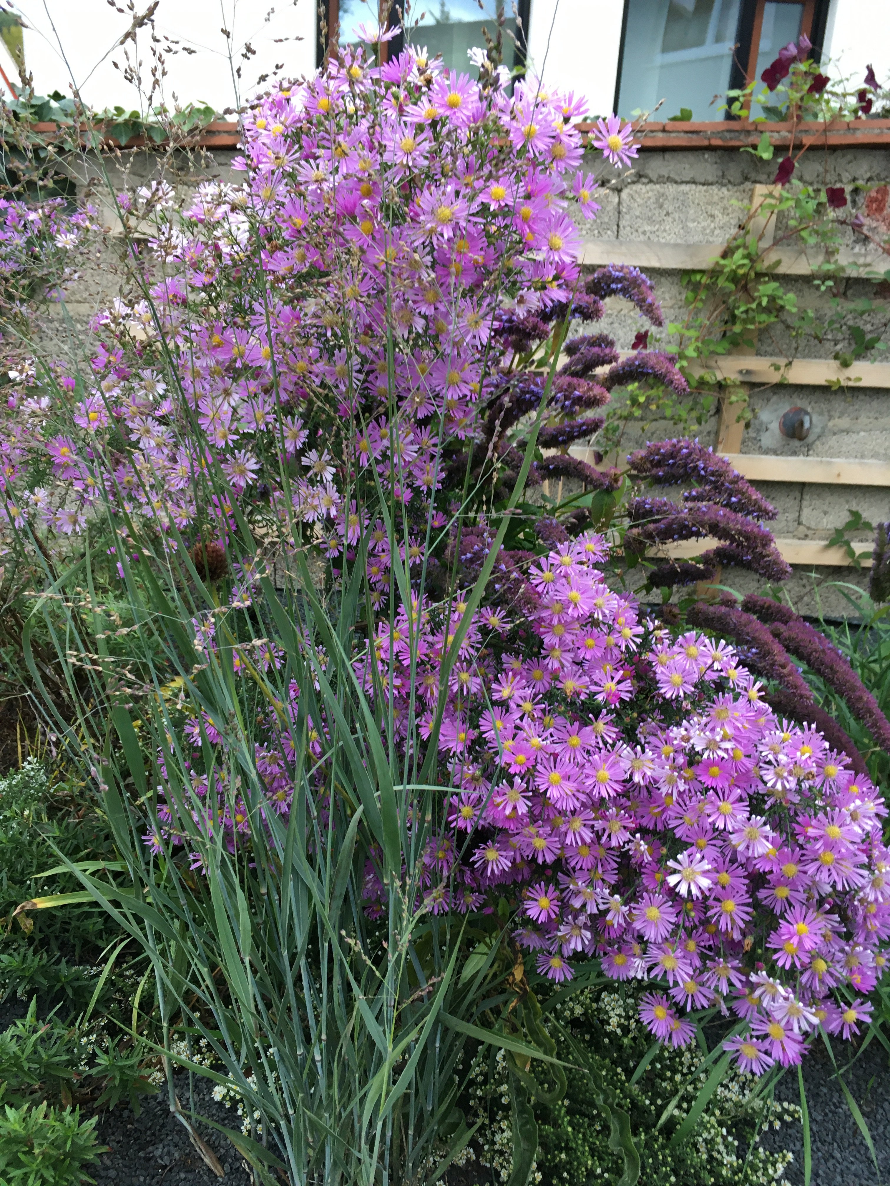 bunter-garten-plauder-bilder-thread-442012-2.jpeg