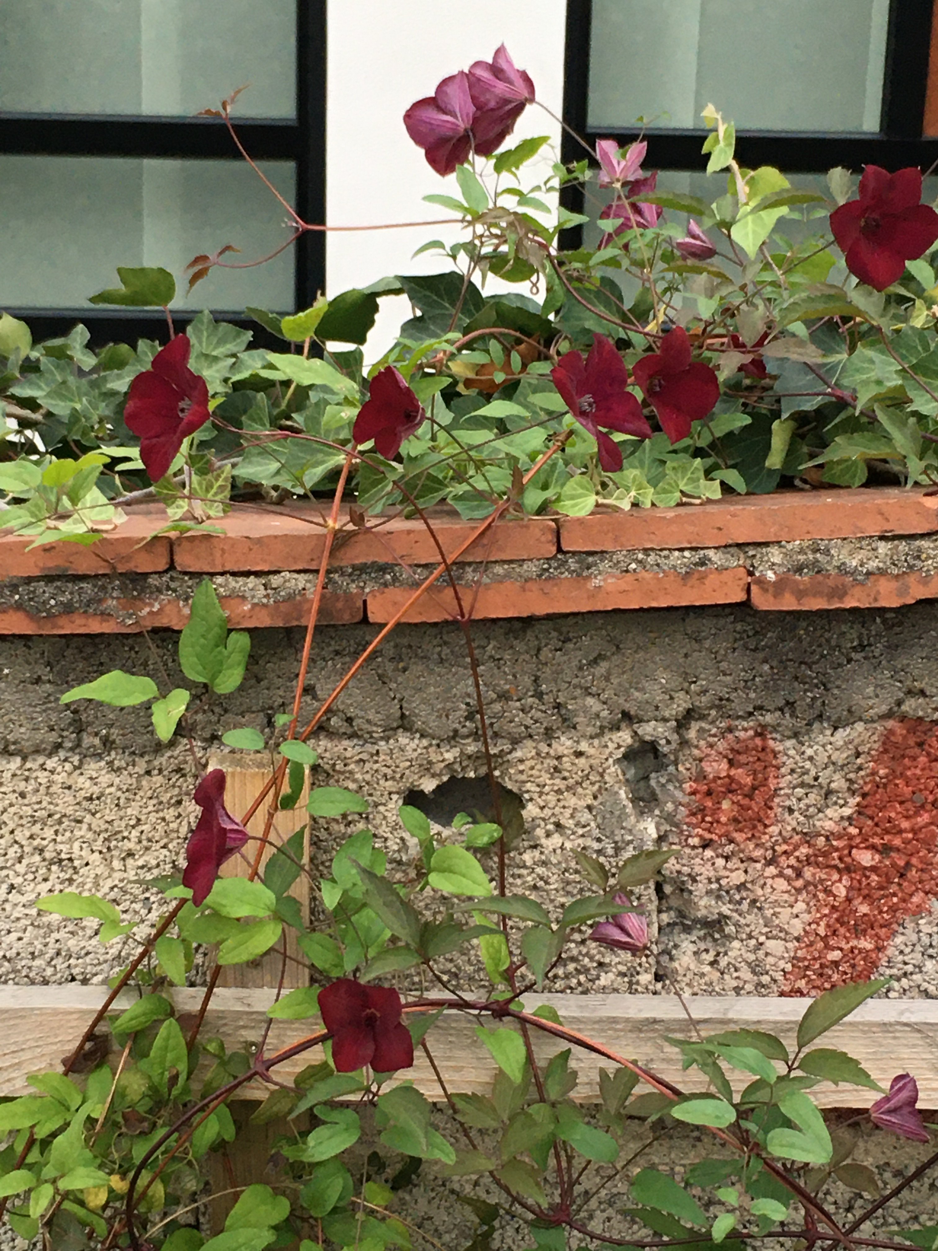 bunter-garten-plauder-bilder-thread-442012-3.jpeg