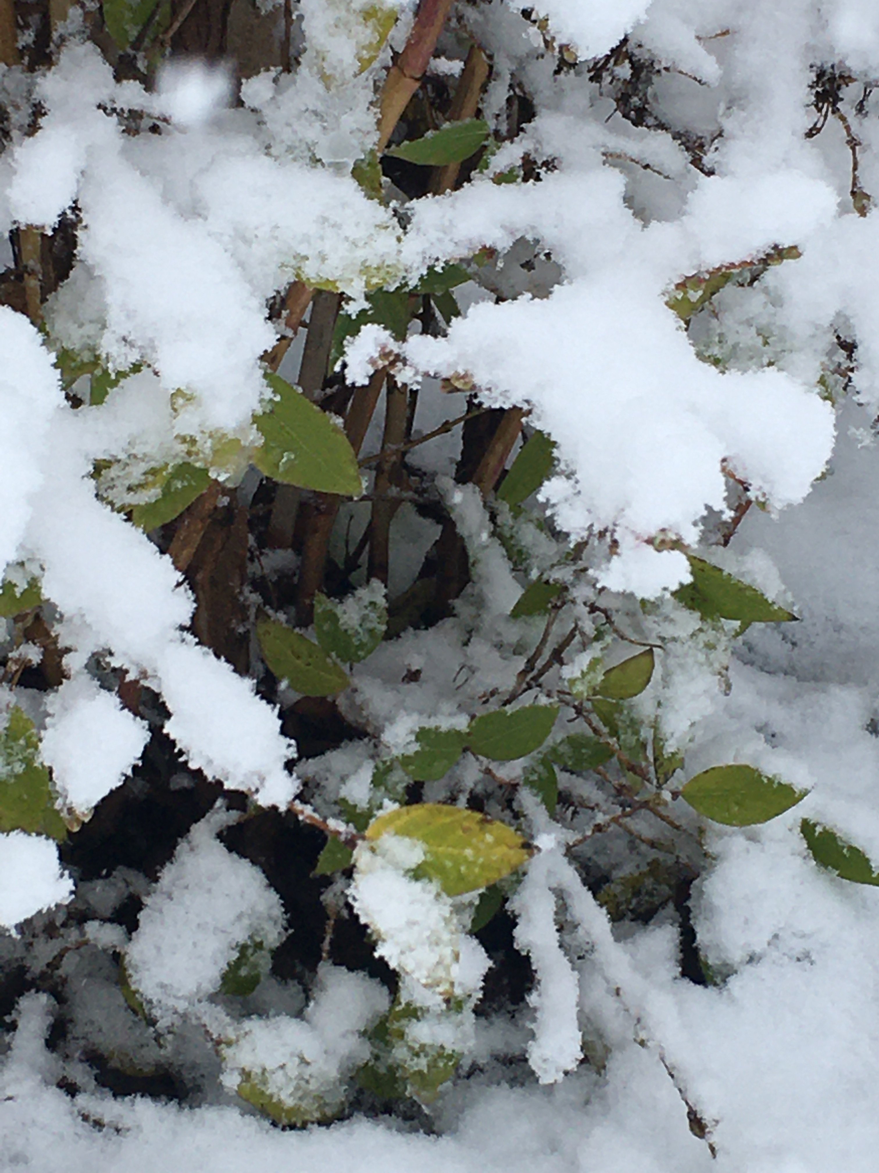 bunter-garten-plauder-bilder-thread-466102-4.jpeg