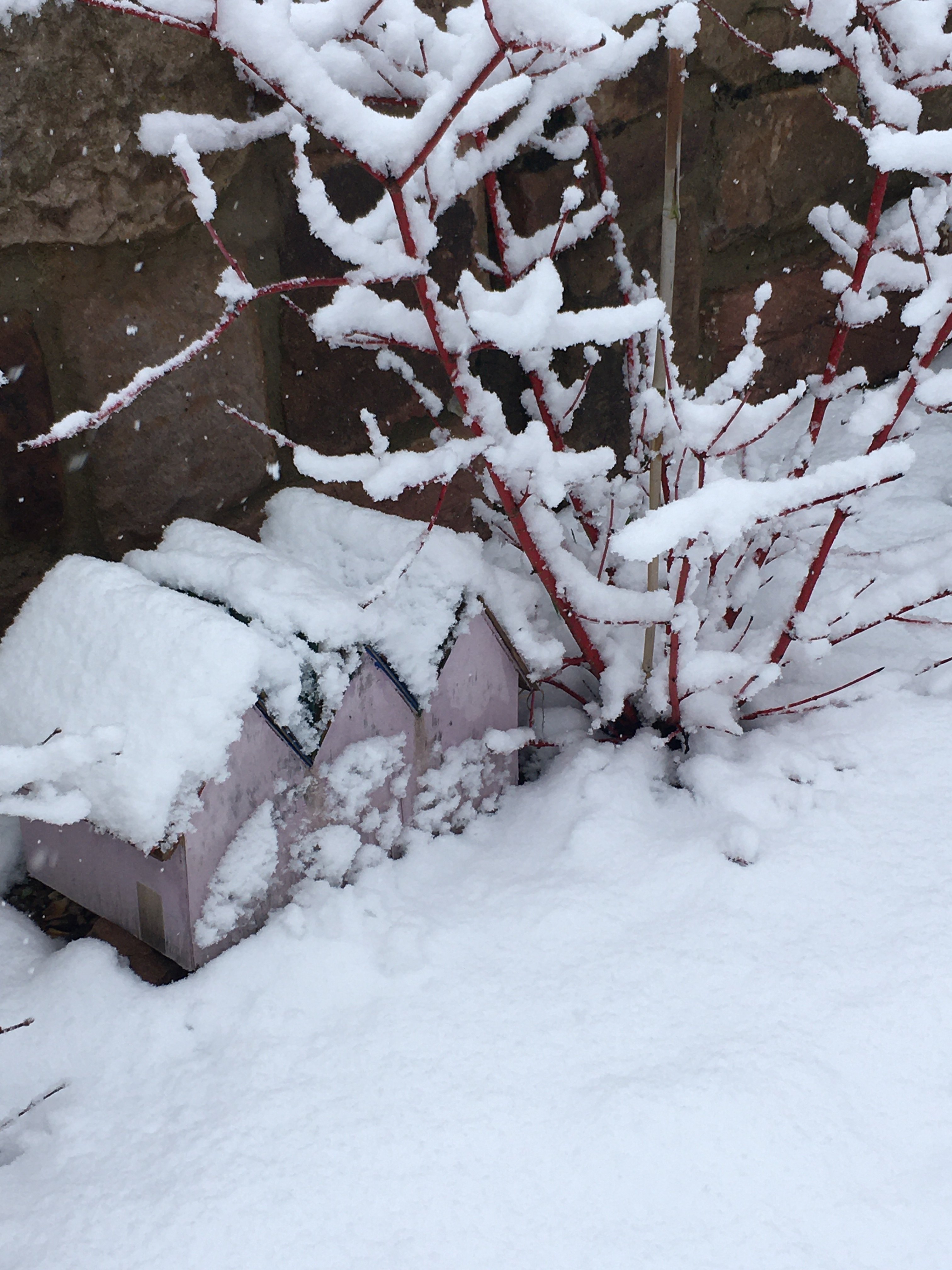 bunter-garten-plauder-bilder-thread-466102-5.jpeg