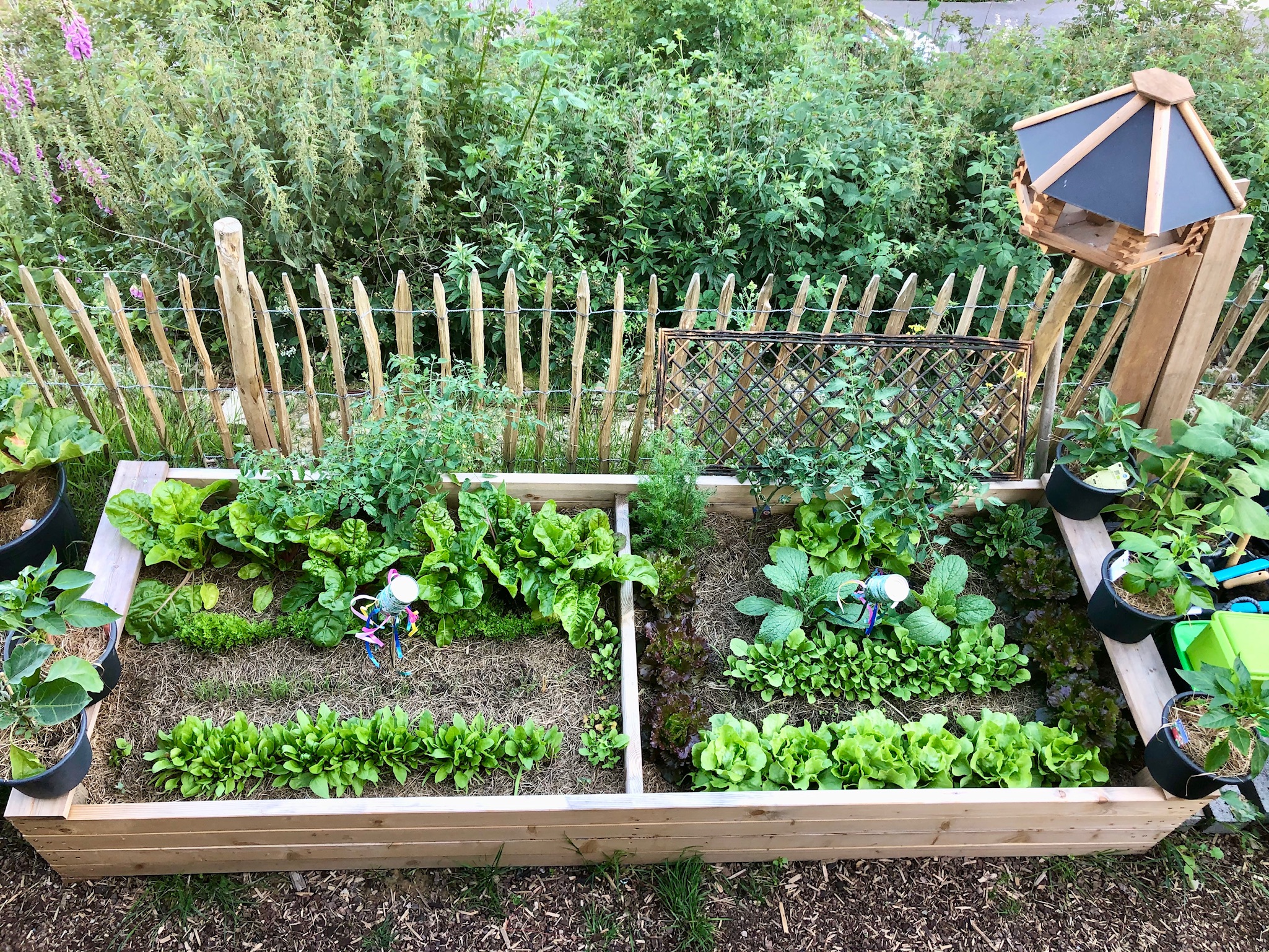 bunter-garten-plauder-bilder-thread-468157-3.jpeg