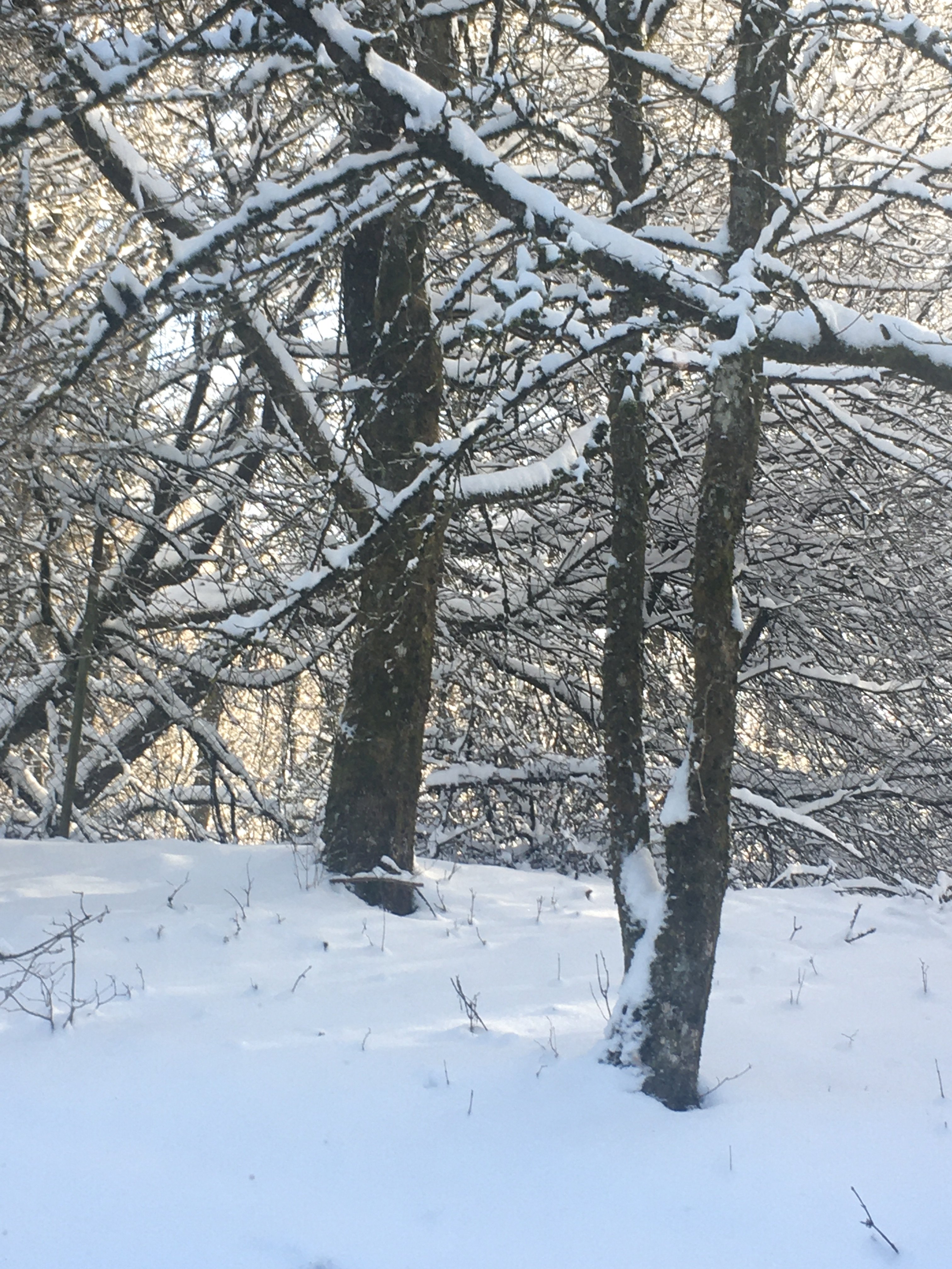 bunter-garten-plauder-bilder-thread-470761-1.jpeg