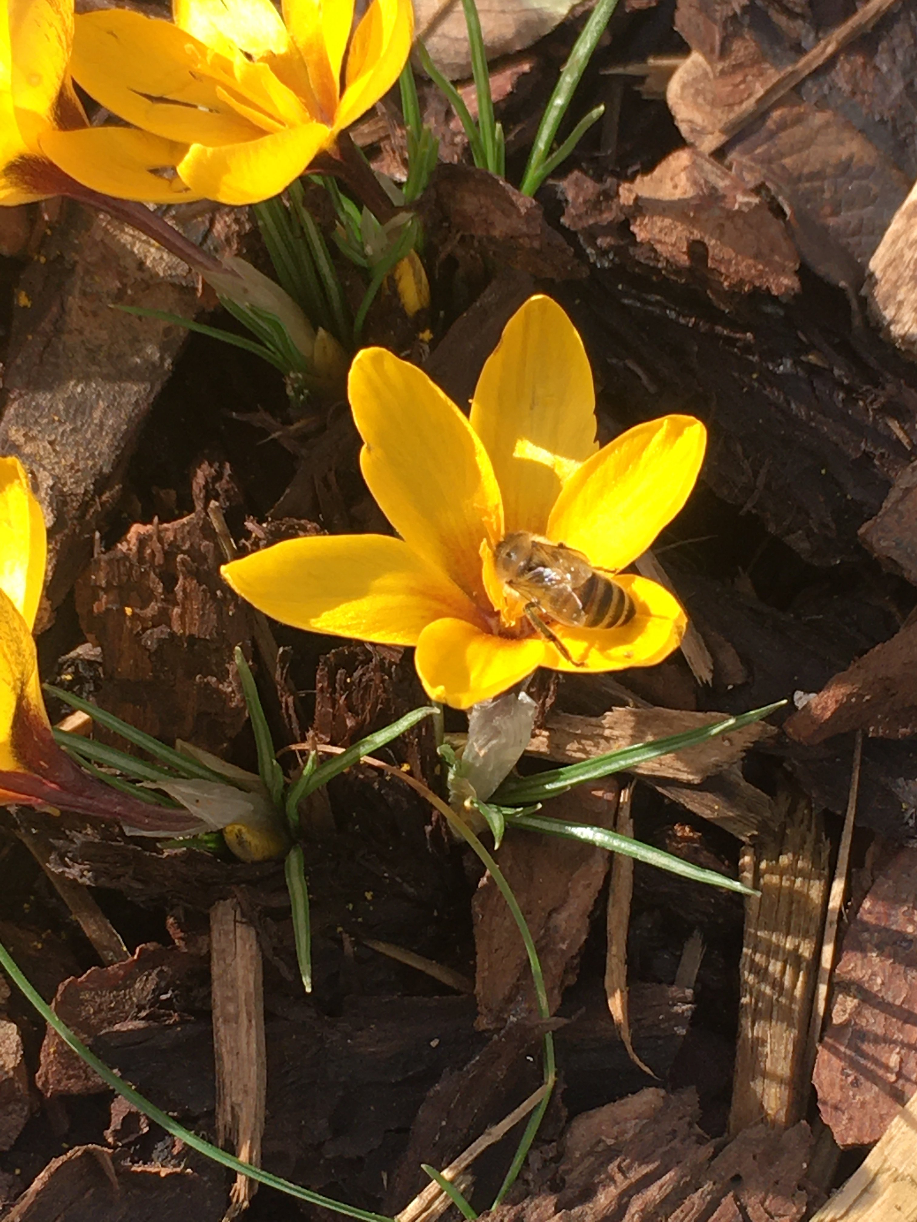 bunter-garten-plauder-bilder-thread-473912-2.jpeg
