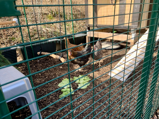 bunter-garten-plauder-bilder-thread-476633-3.jpeg