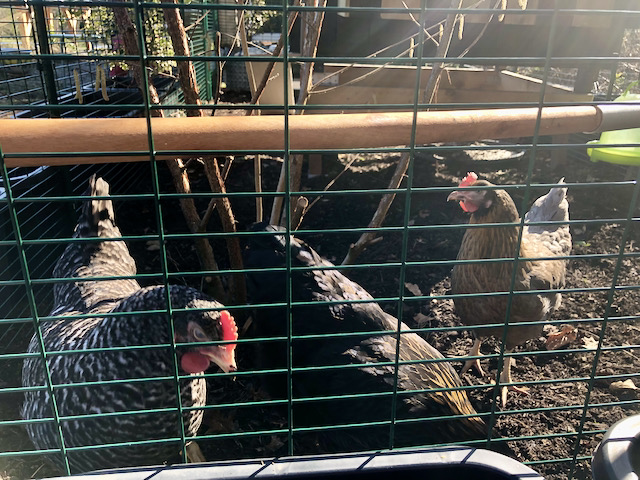 bunter-garten-plauder-bilder-thread-476633-5.jpeg