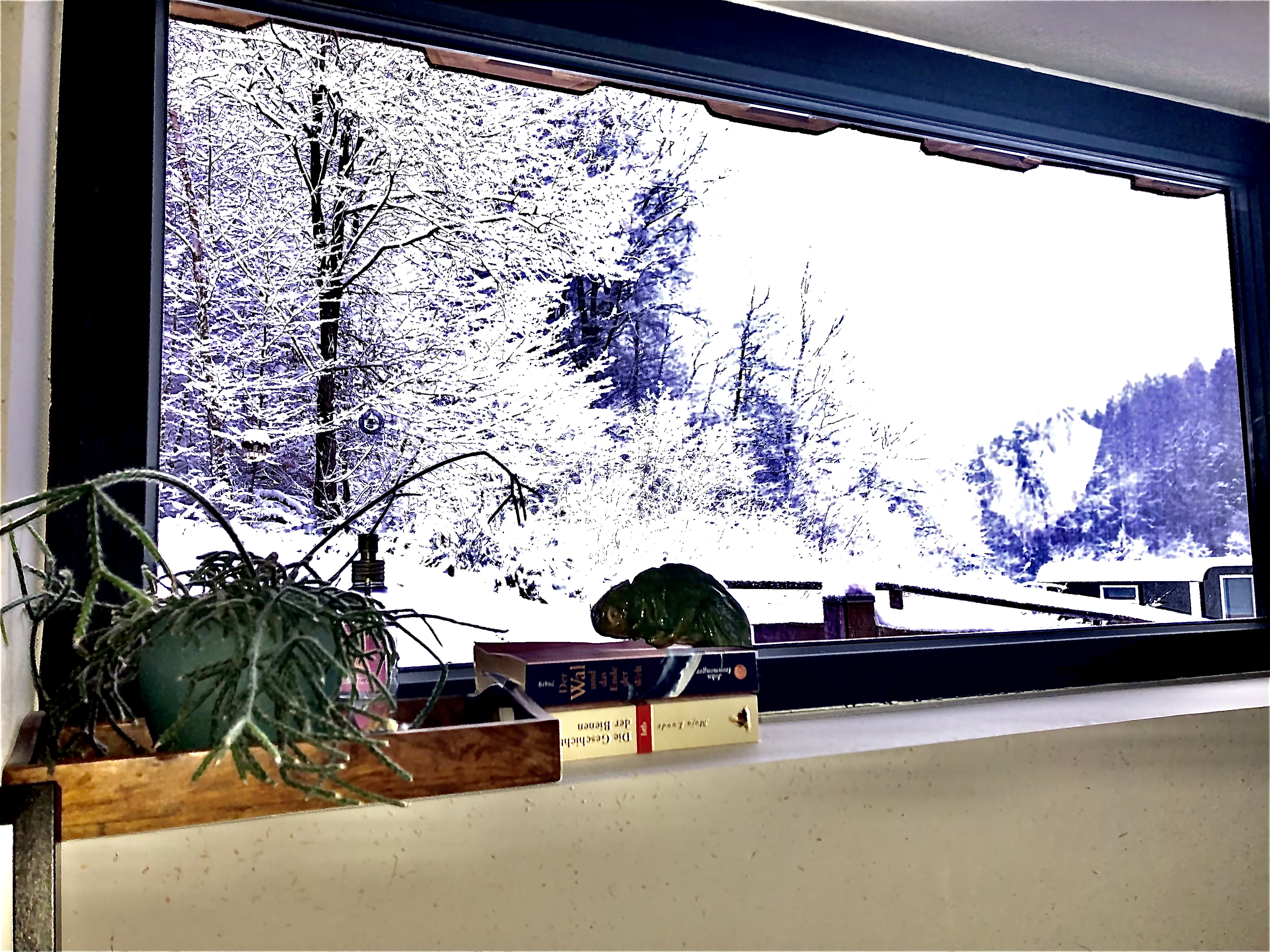 bunter-garten-plauder-bilder-thread-486629-1.jpeg