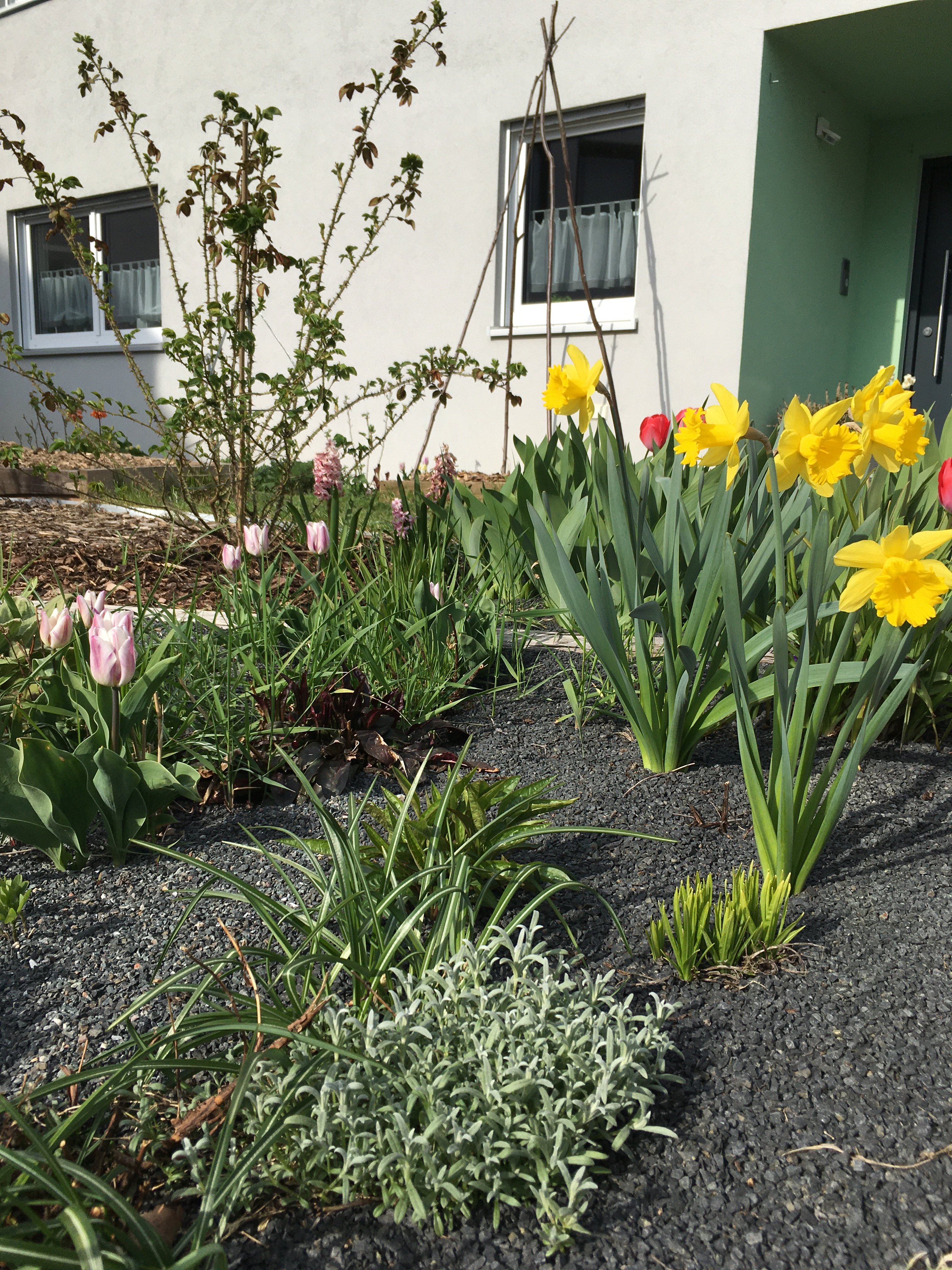bunter-garten-plauder-bilder-thread-492323-3.jpeg
