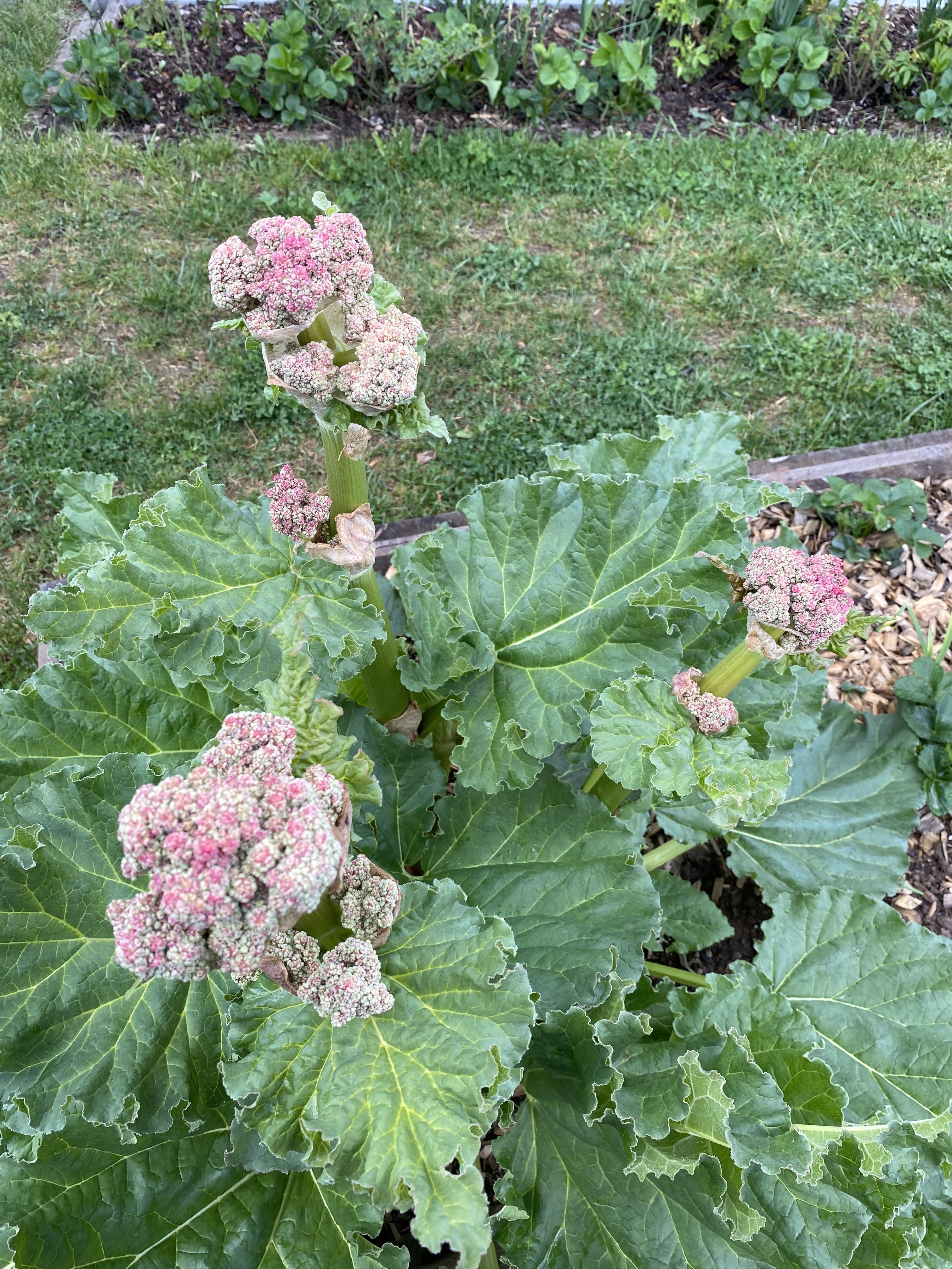 bunter-garten-plauder-bilder-thread-495101-1.jpeg
