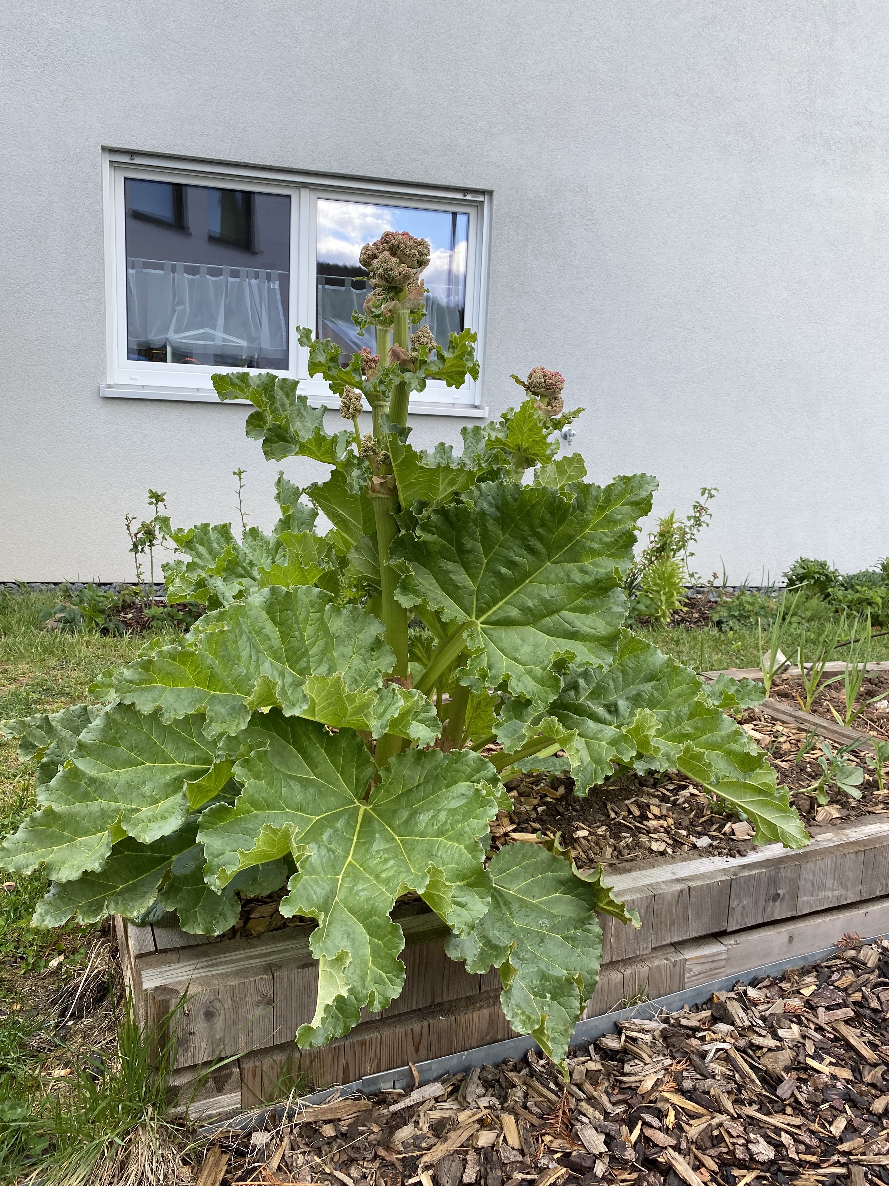 bunter-garten-plauder-bilder-thread-495101-2.jpeg
