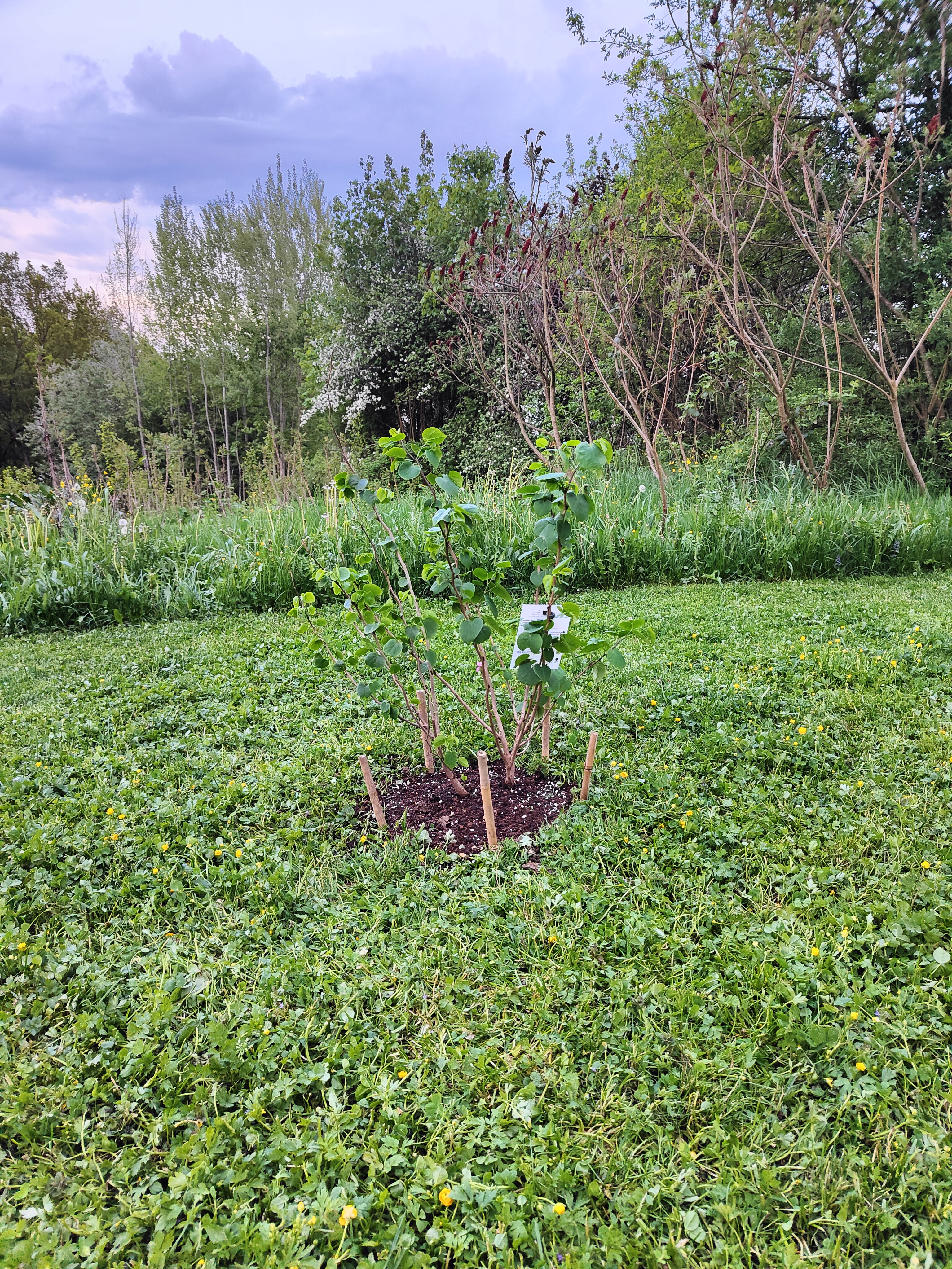 bunter-garten-plauder-bilder-thread-498980-2.jpg