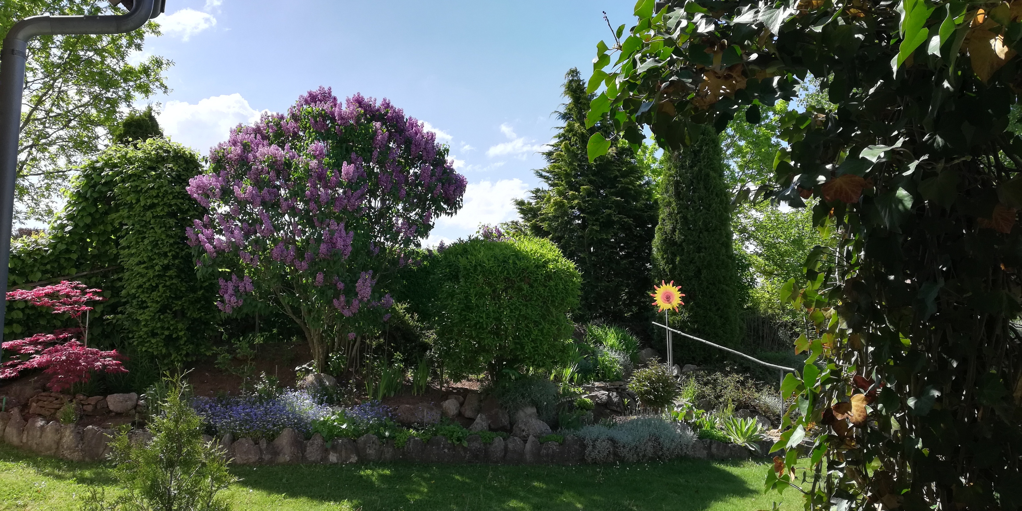 bunter-garten-plauder-bilder-thread-501340-1.jpg