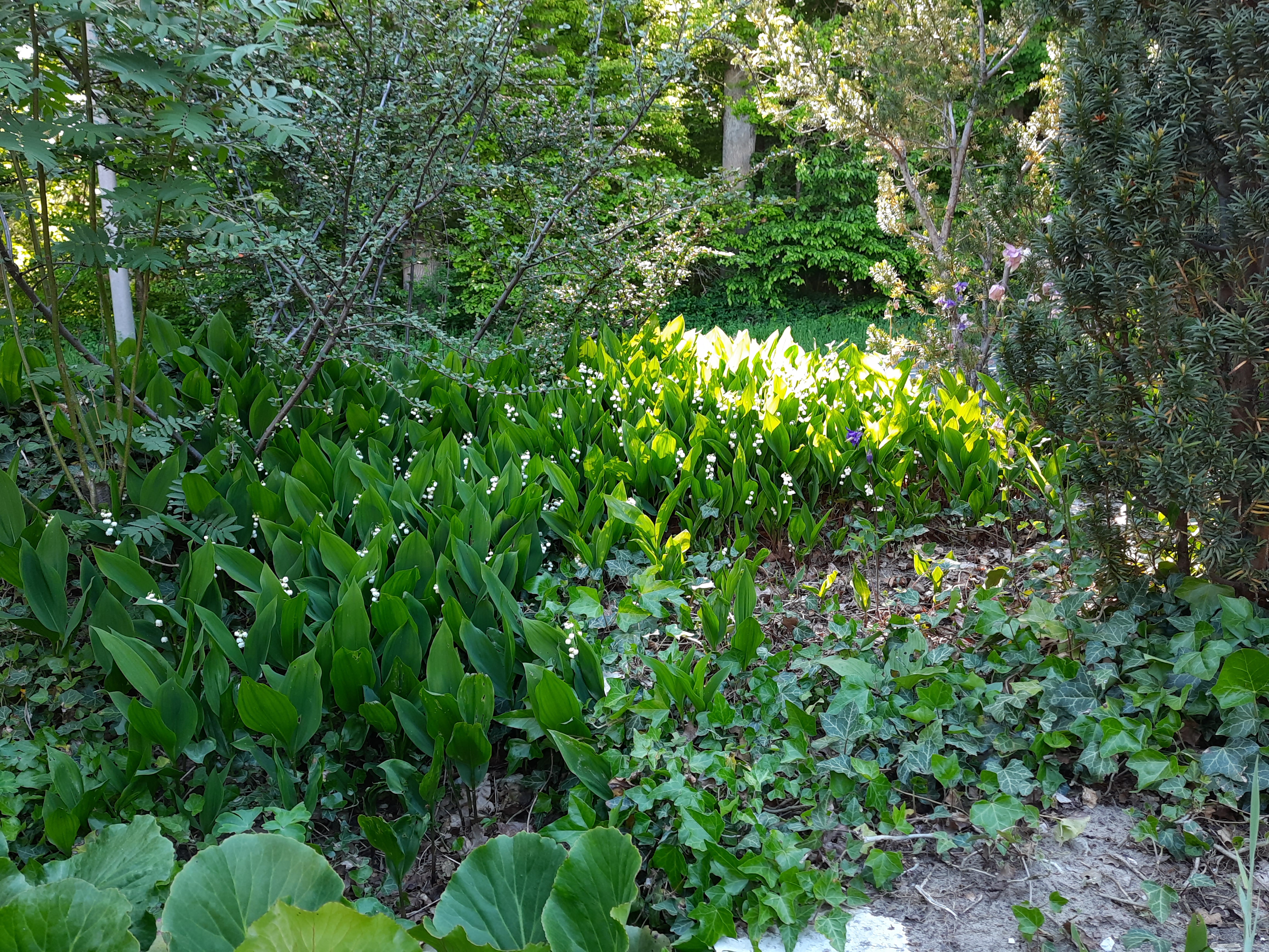 bunter-garten-plauder-bilder-thread-501547-4.jpg