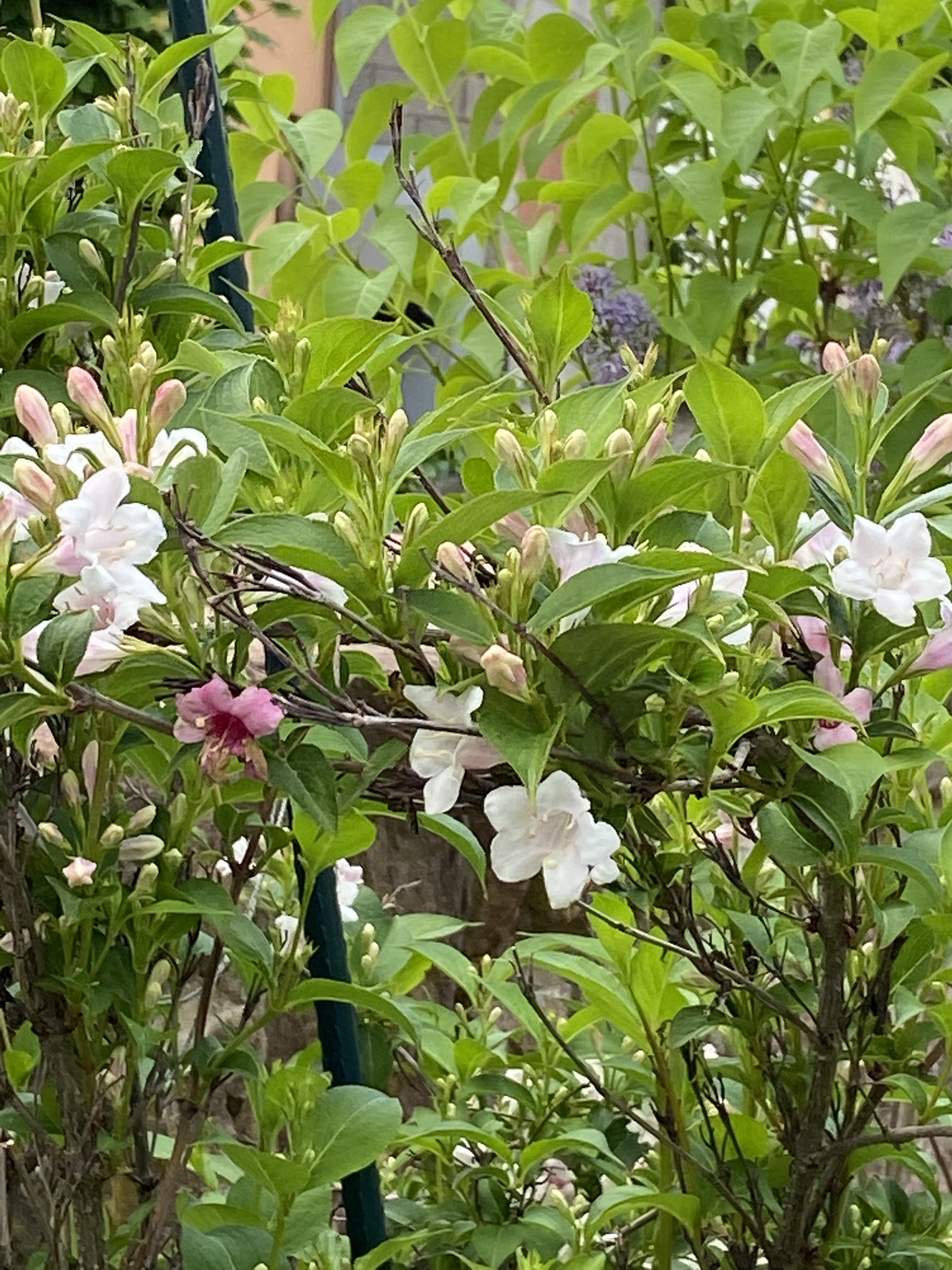 bunter-garten-plauder-bilder-thread-502285-1.jpeg