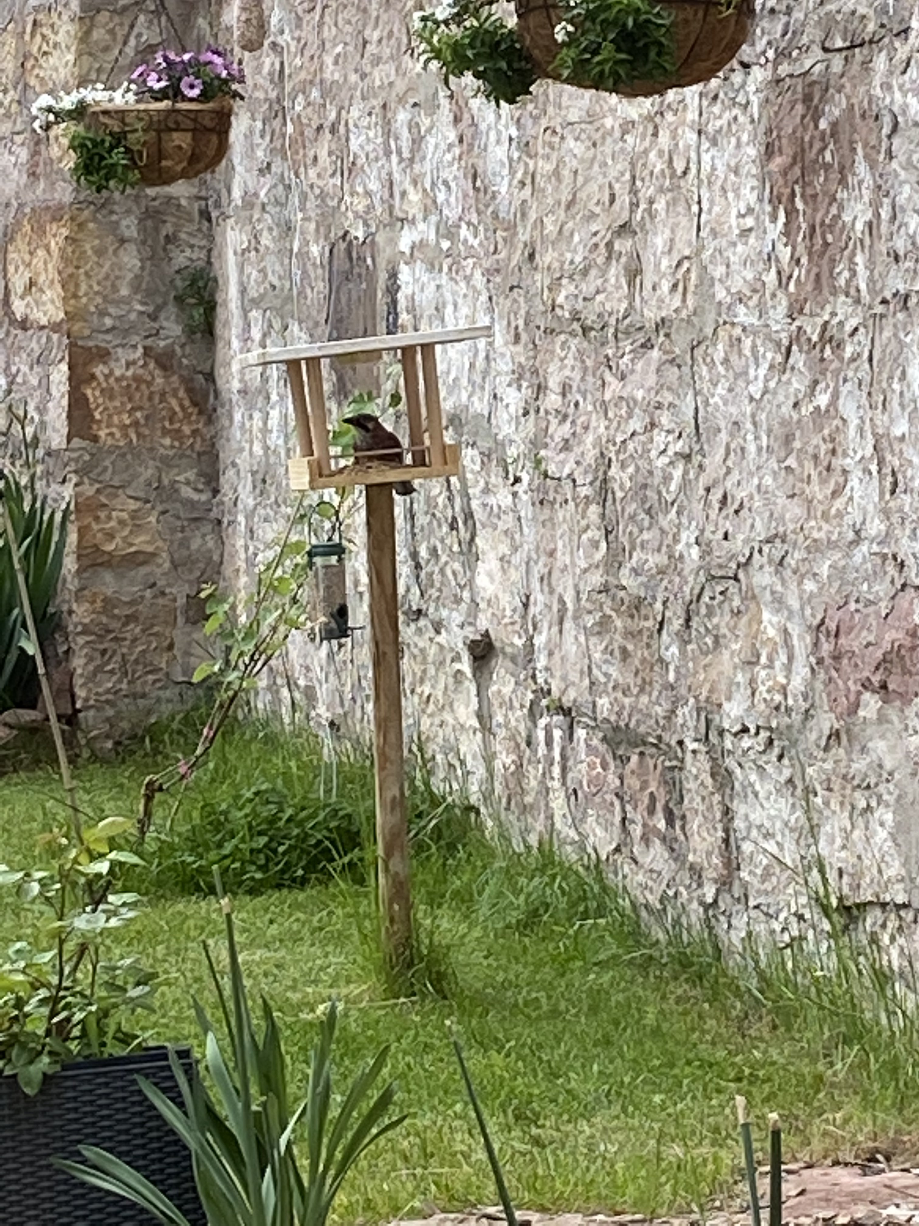 bunter-garten-plauder-bilder-thread-502285-2.jpeg