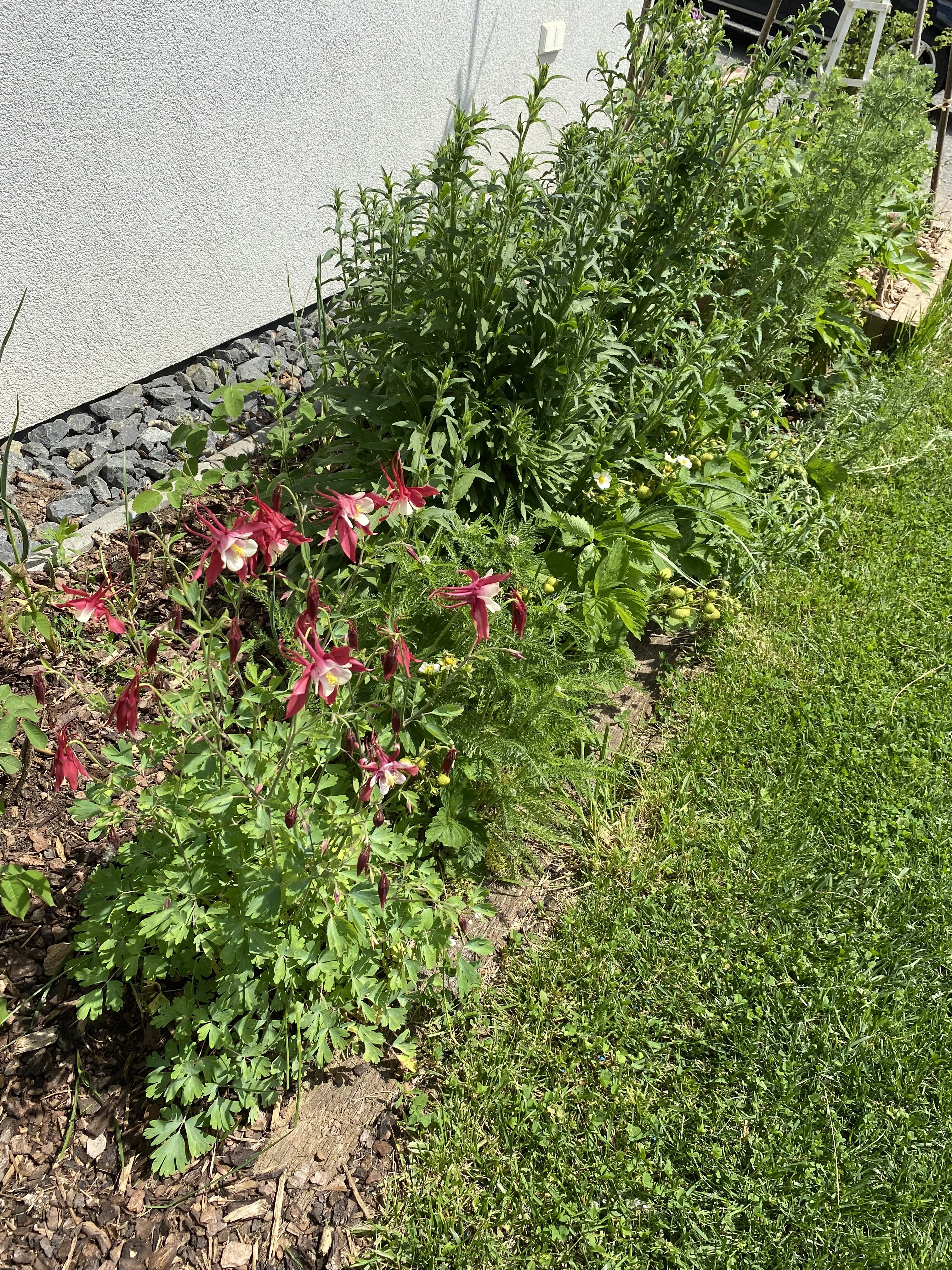 bunter-garten-plauder-bilder-thread-502285-4.jpeg