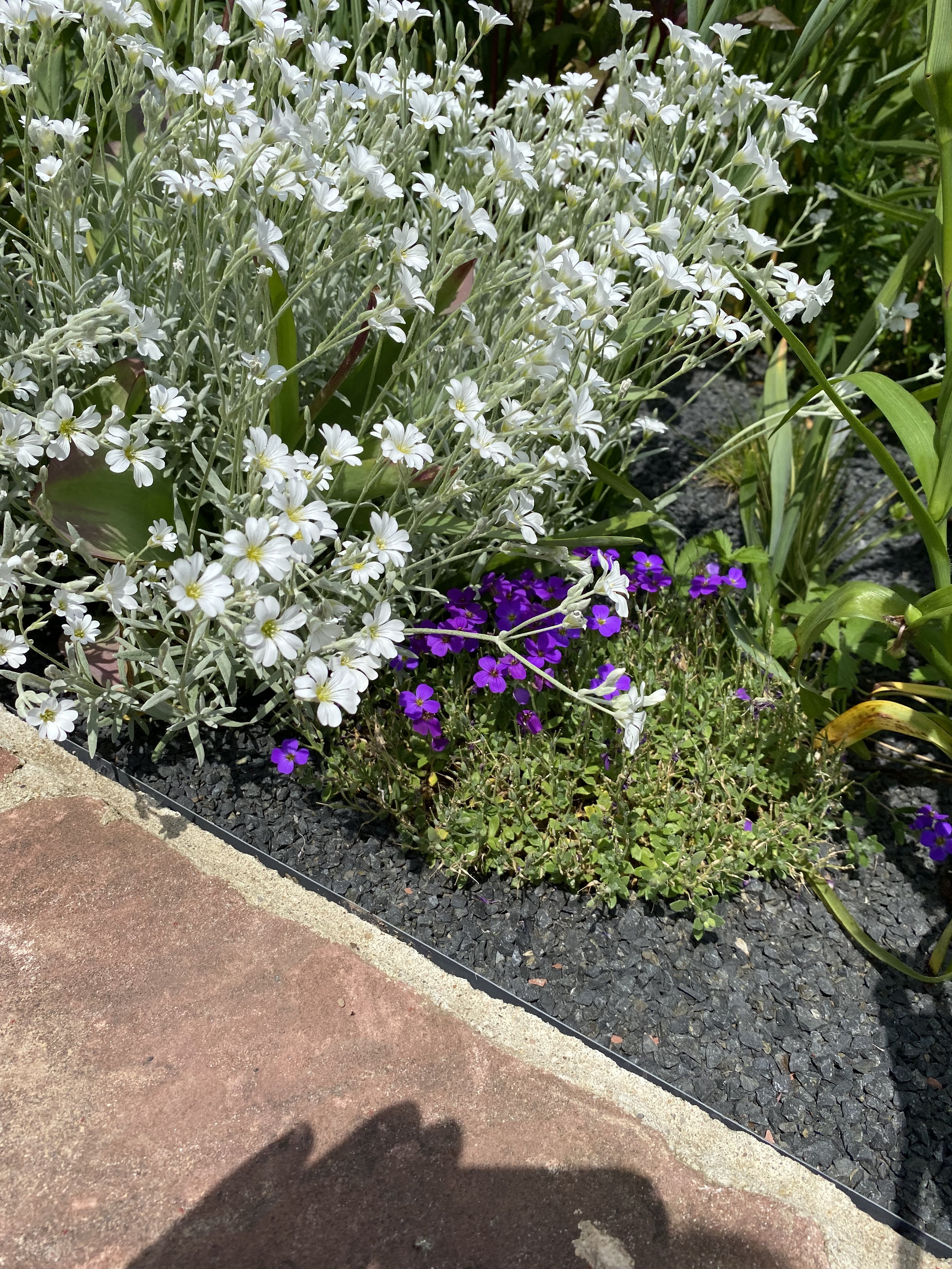 bunter-garten-plauder-bilder-thread-502285-5.jpeg