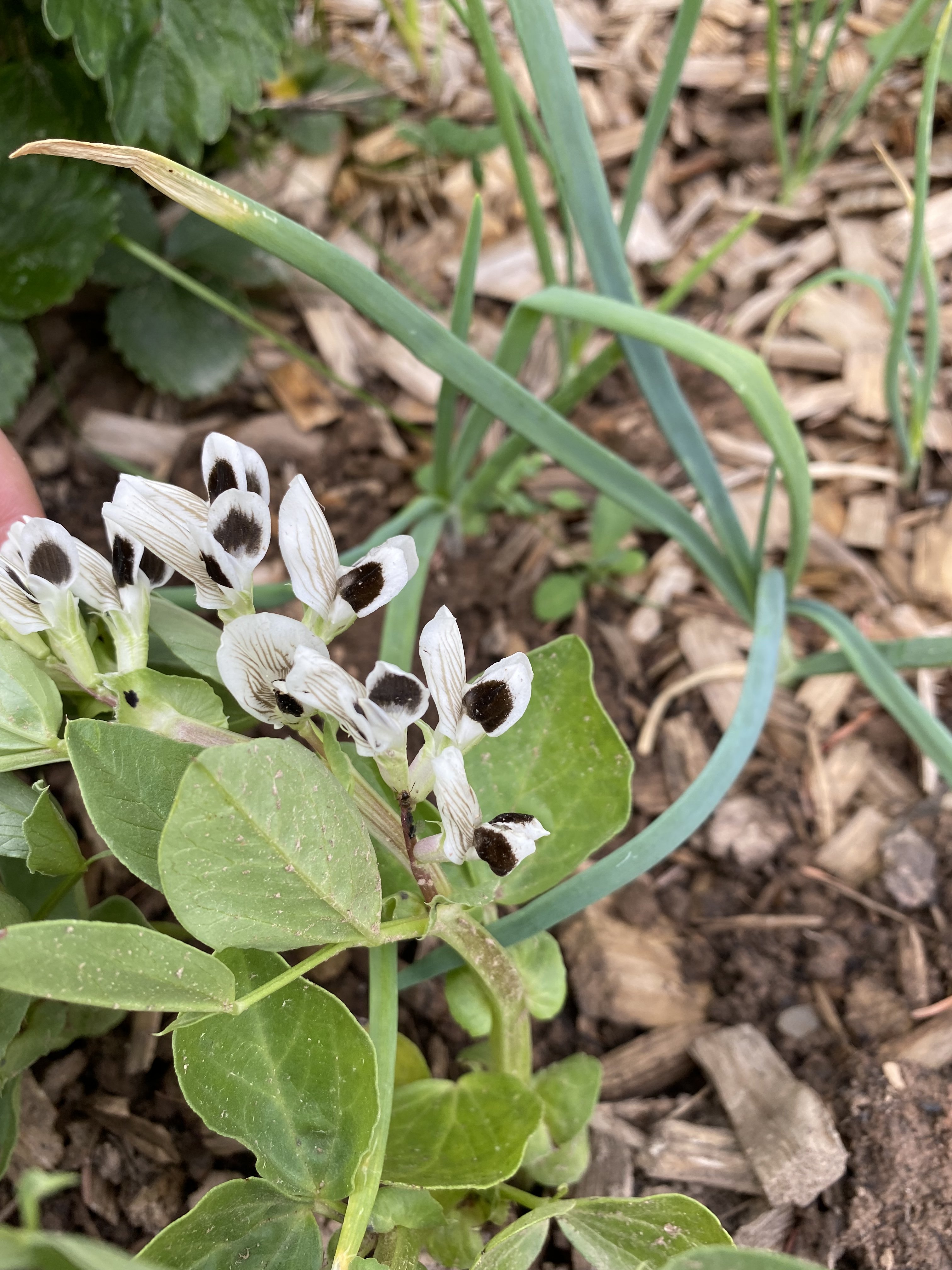 bunter-garten-plauder-bilder-thread-502285-7.jpeg
