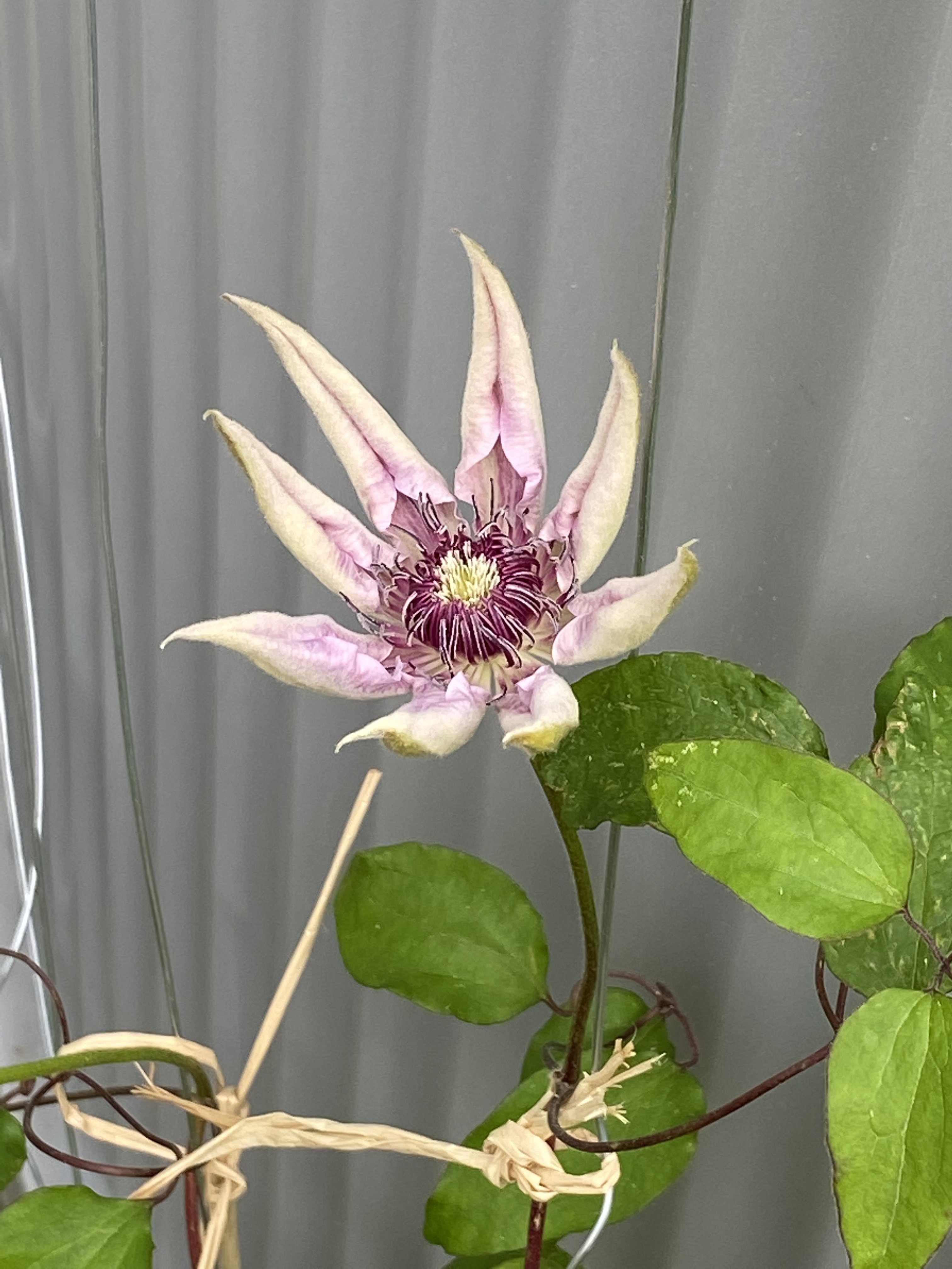 bunter-garten-plauder-bilder-thread-502285-8.jpeg