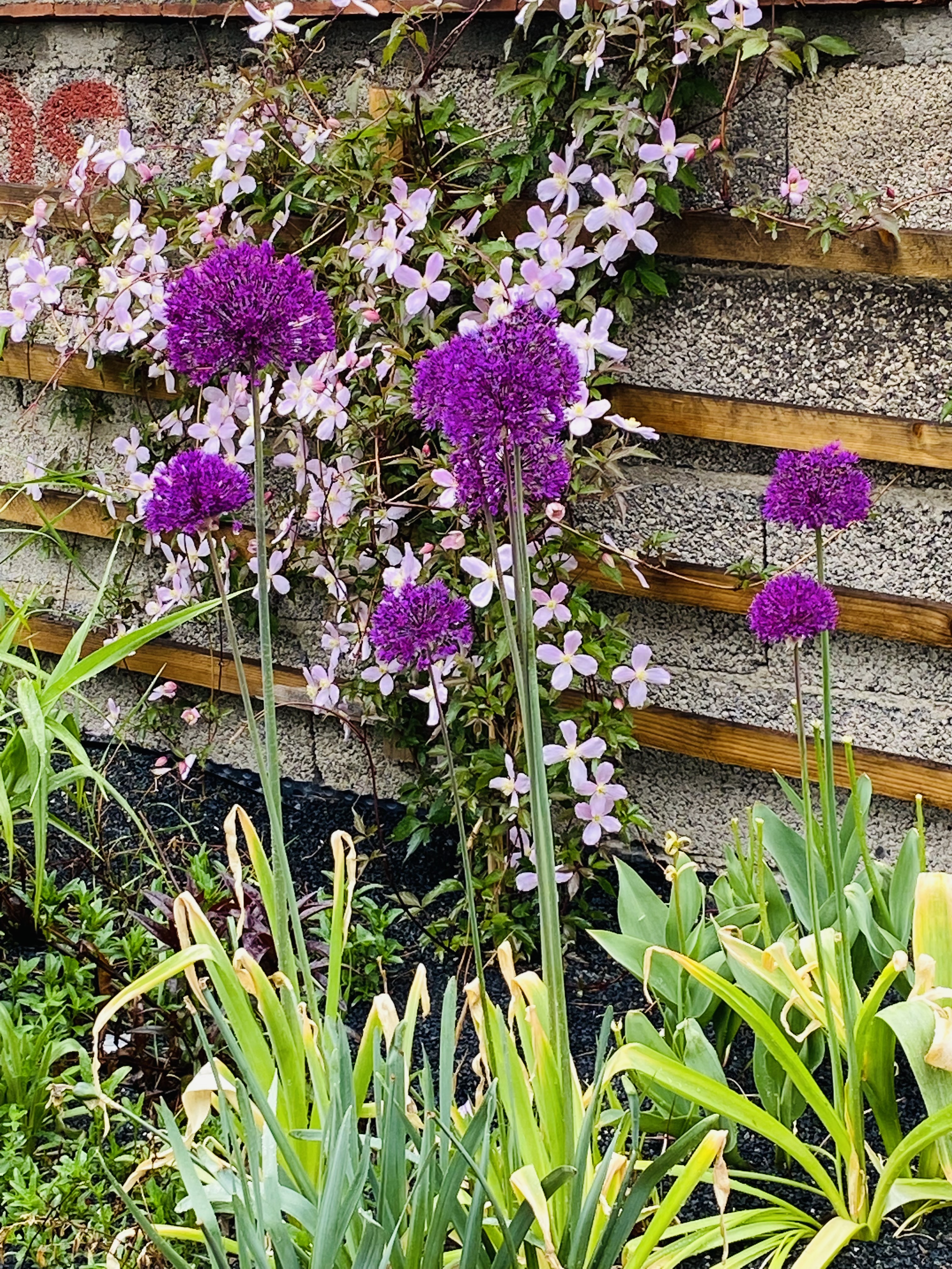 bunter-garten-plauder-bilder-thread-502285-9.jpeg