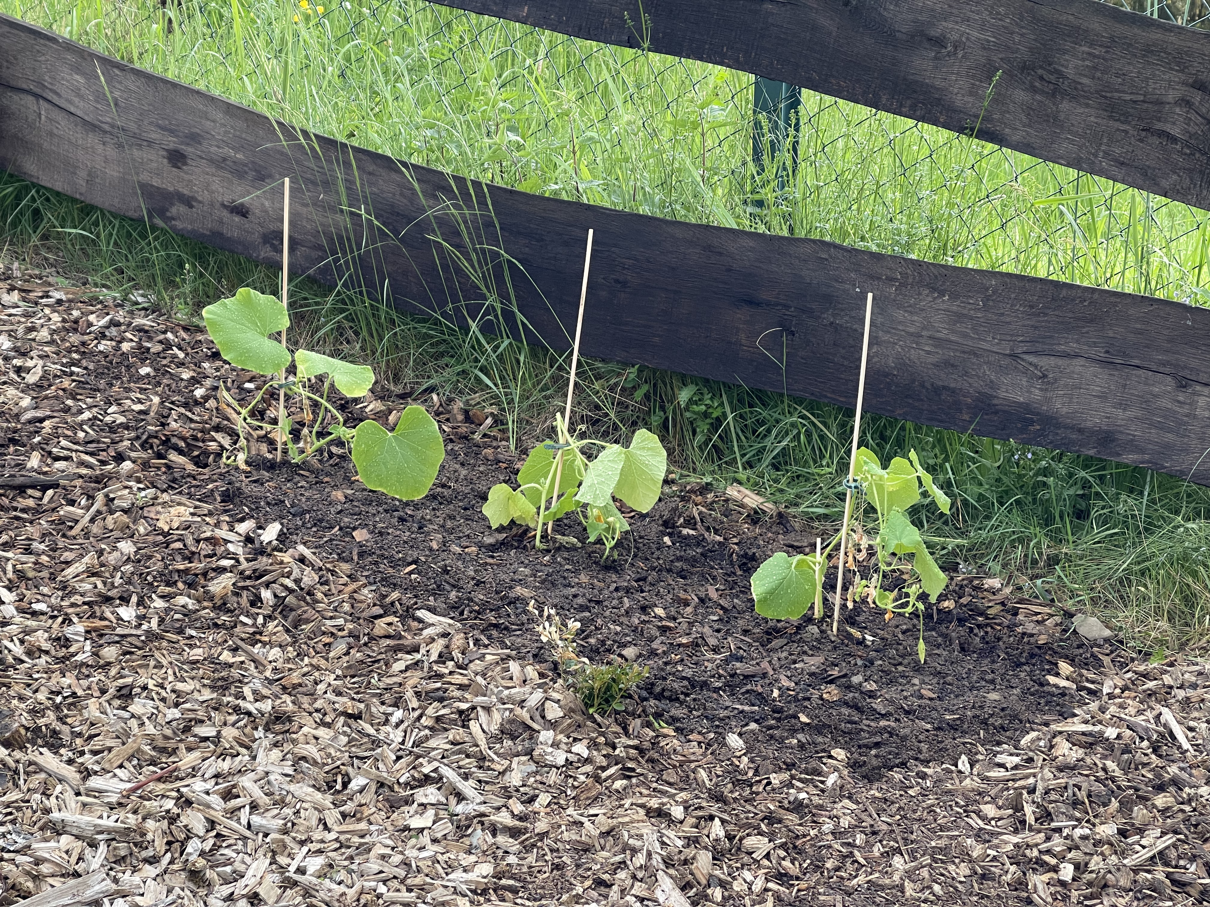 bunter-garten-plauder-bilder-thread-502918-2.jpeg