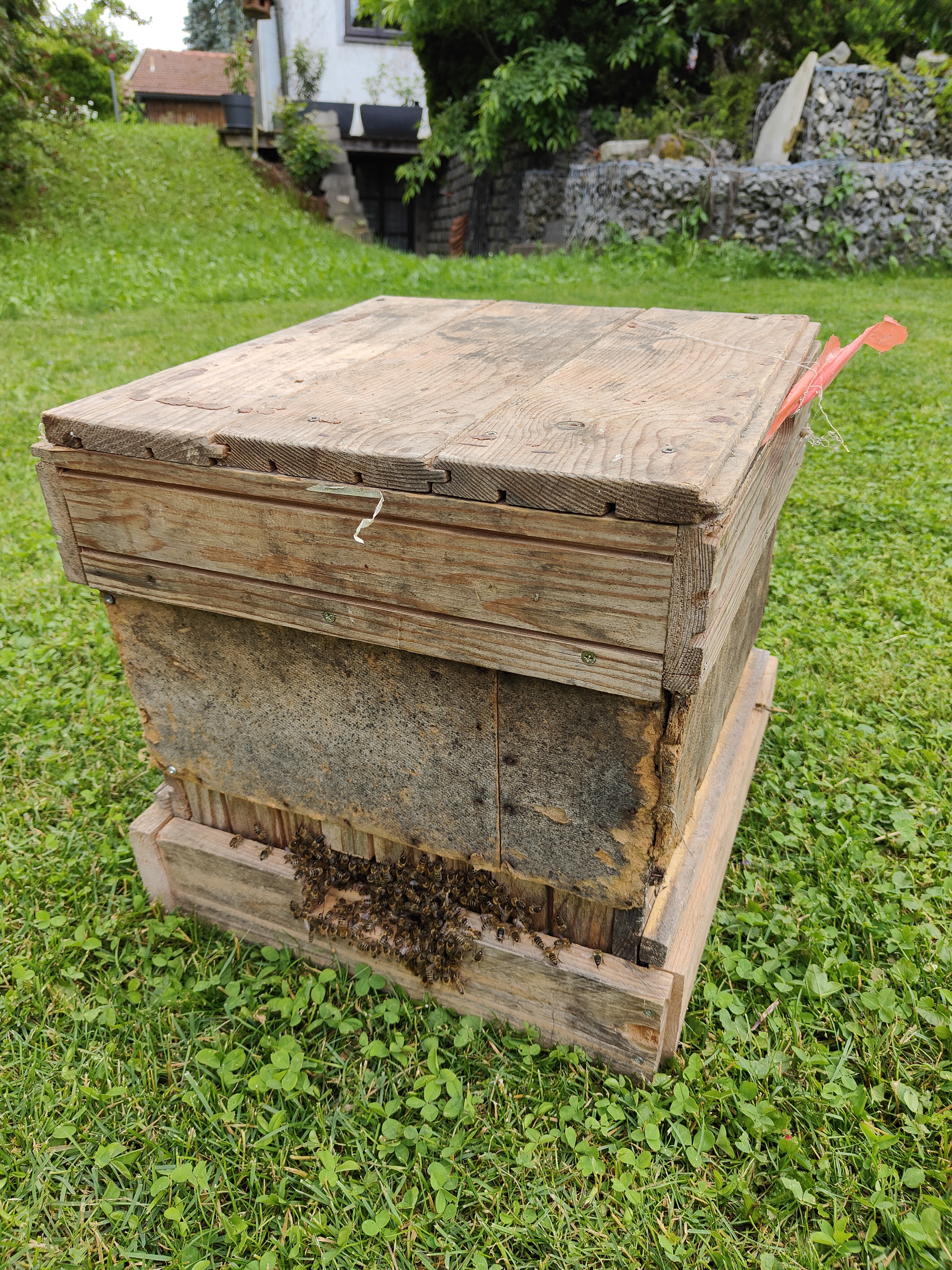 bunter-garten-plauder-bilder-thread-503174-2.jpg