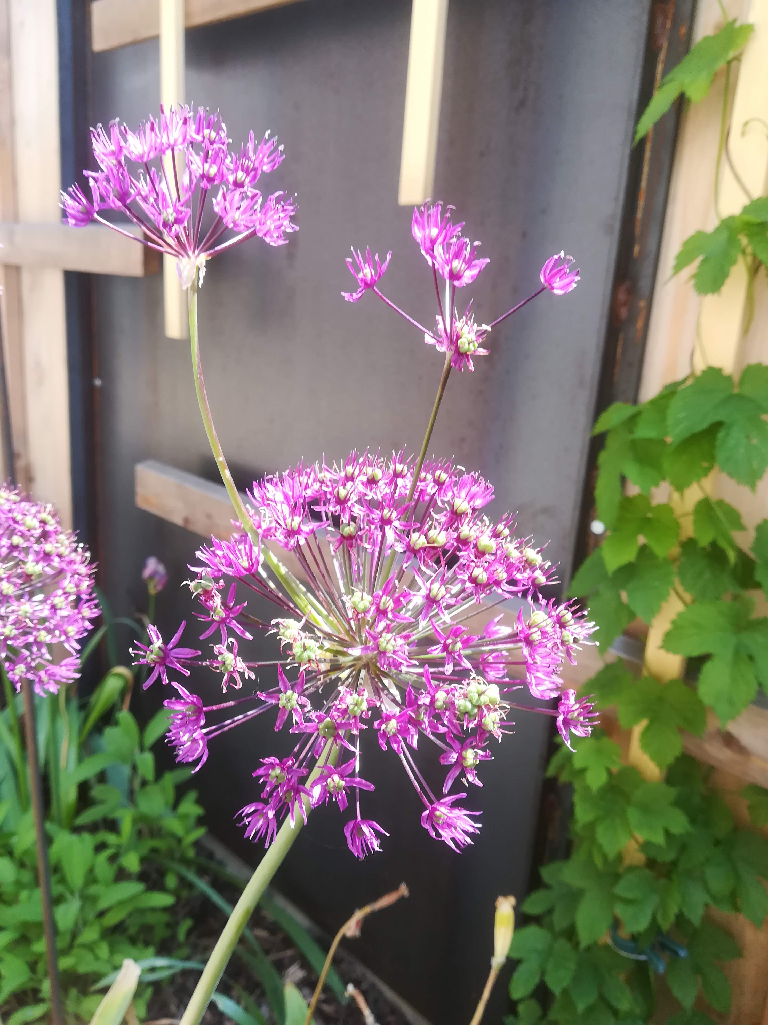 bunter-garten-plauder-bilder-thread-503665-1.jpg