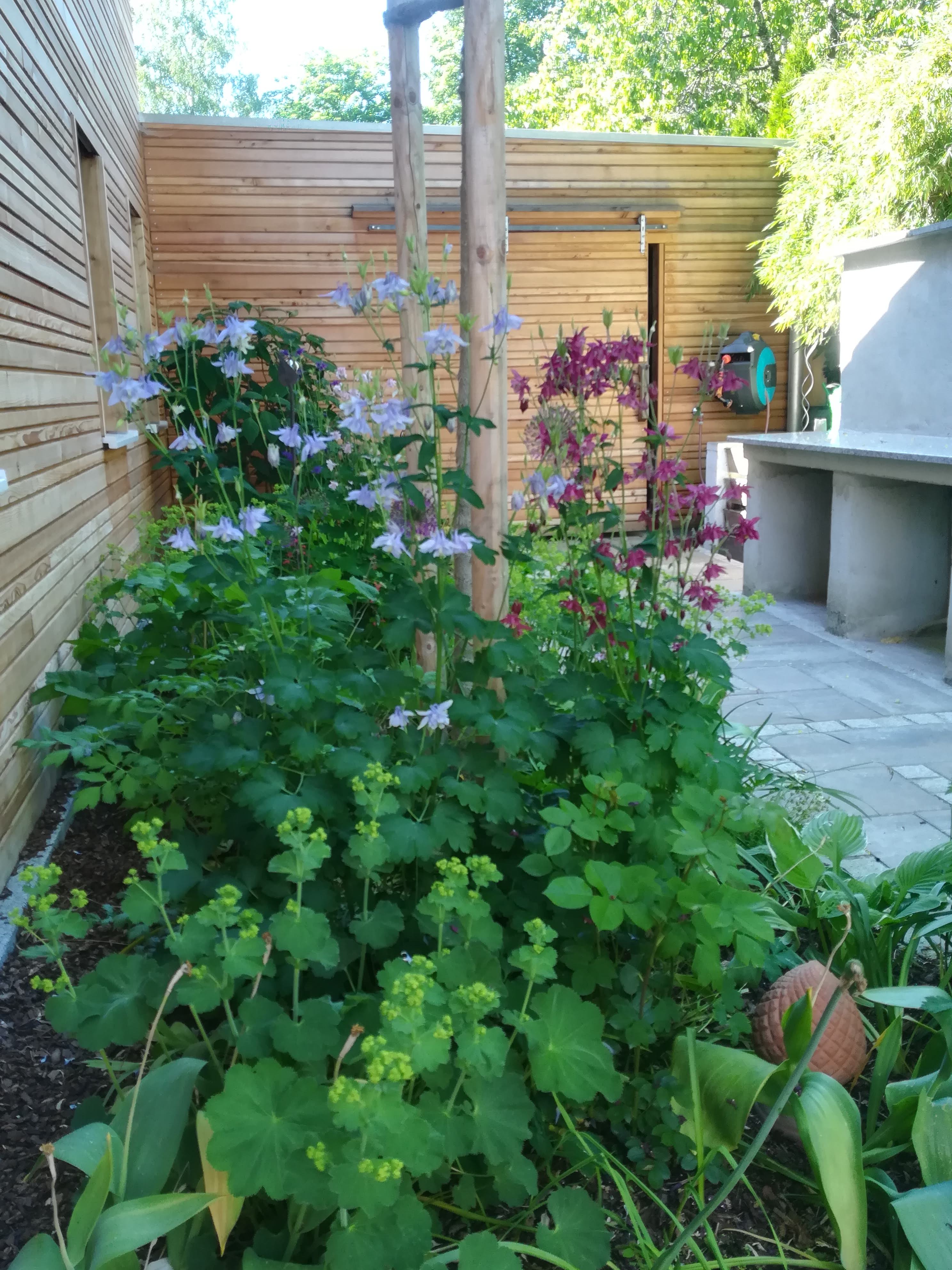 bunter-garten-plauder-bilder-thread-504198-1.jpg