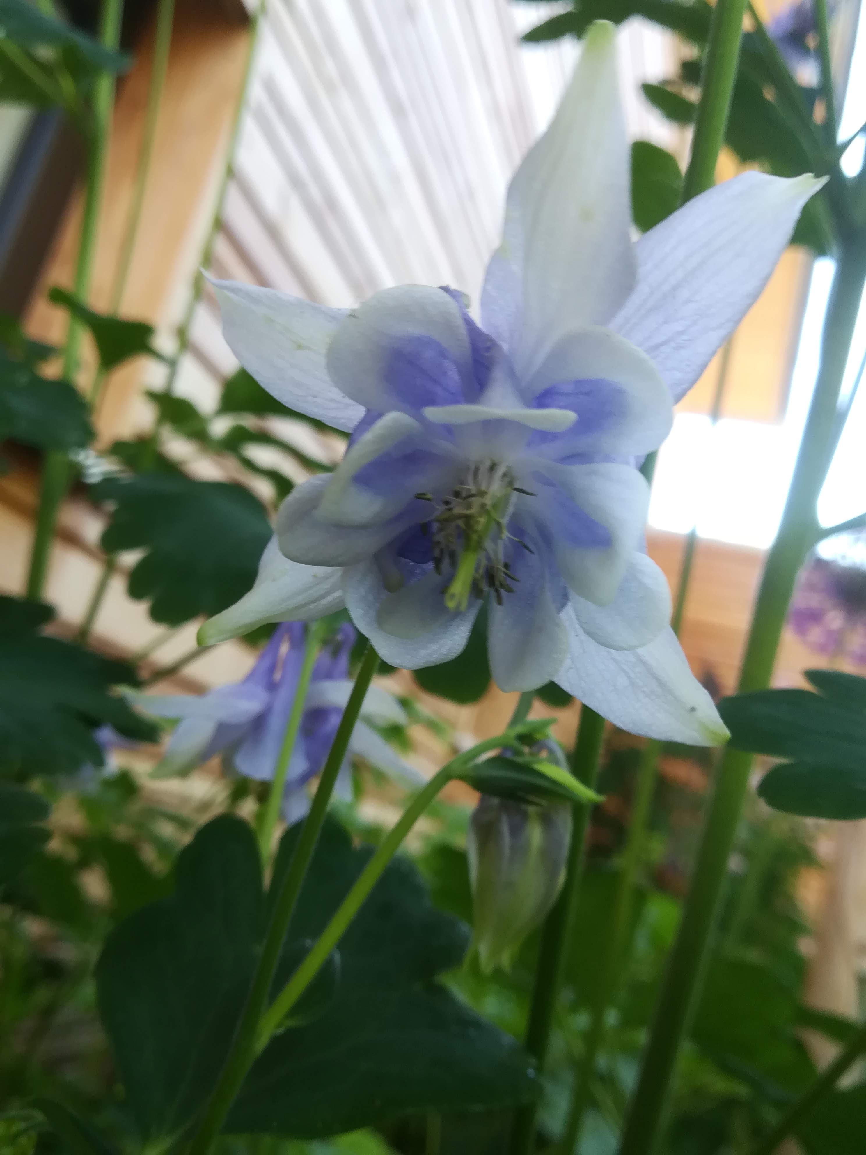 bunter-garten-plauder-bilder-thread-504198-4.jpg
