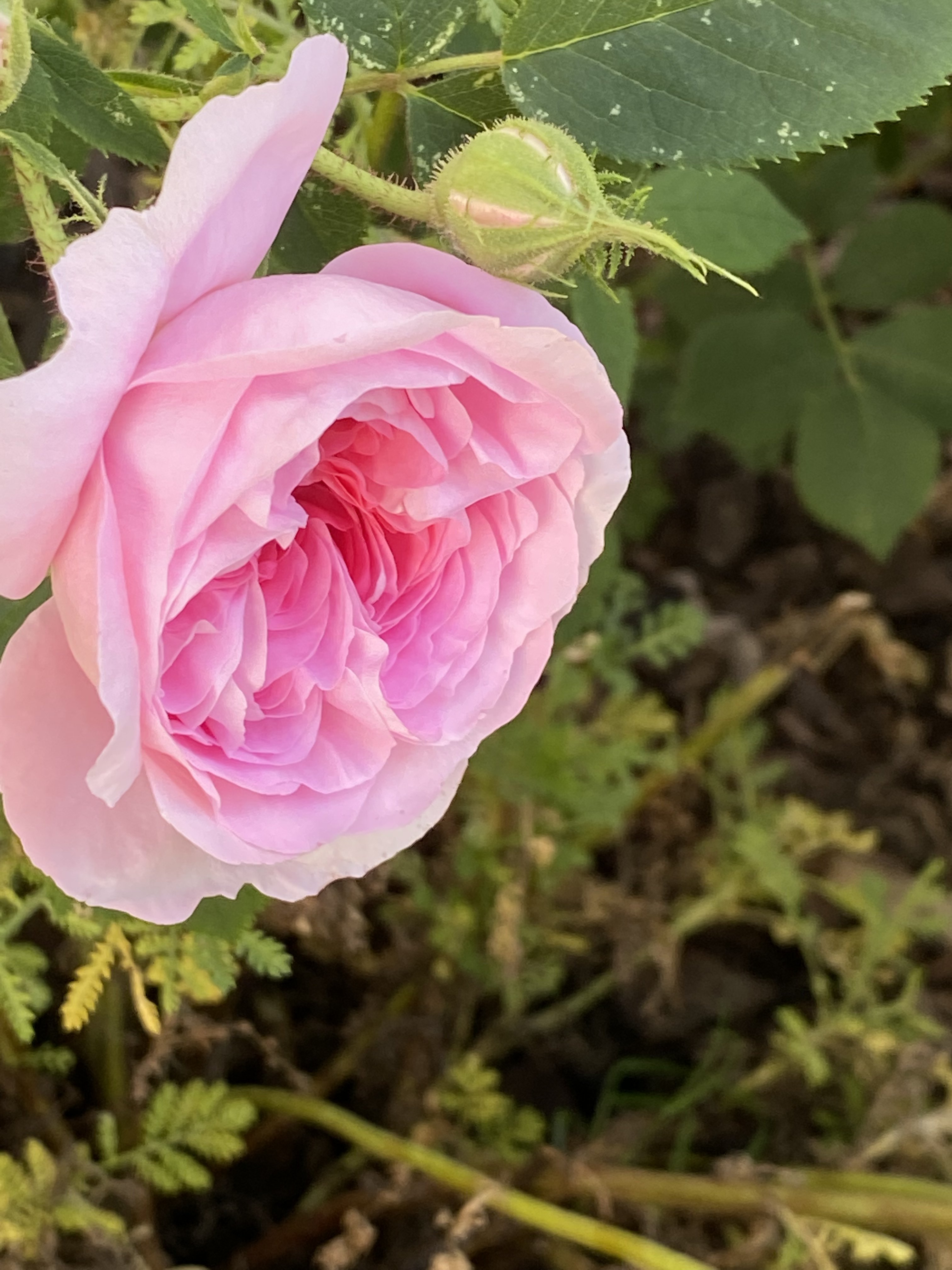 bunter-garten-plauder-bilder-thread-504224-6.jpeg